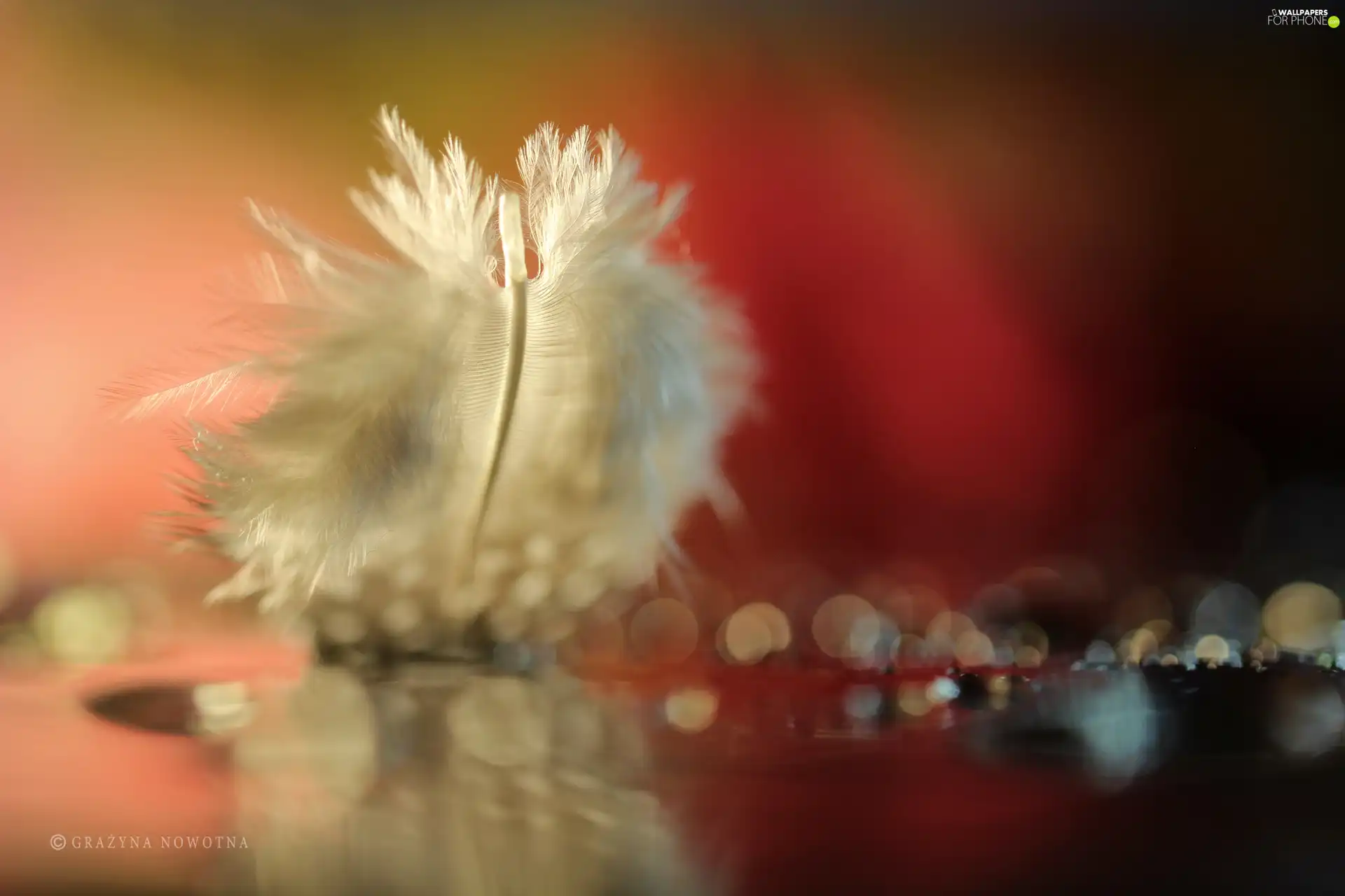 Close, White, feather