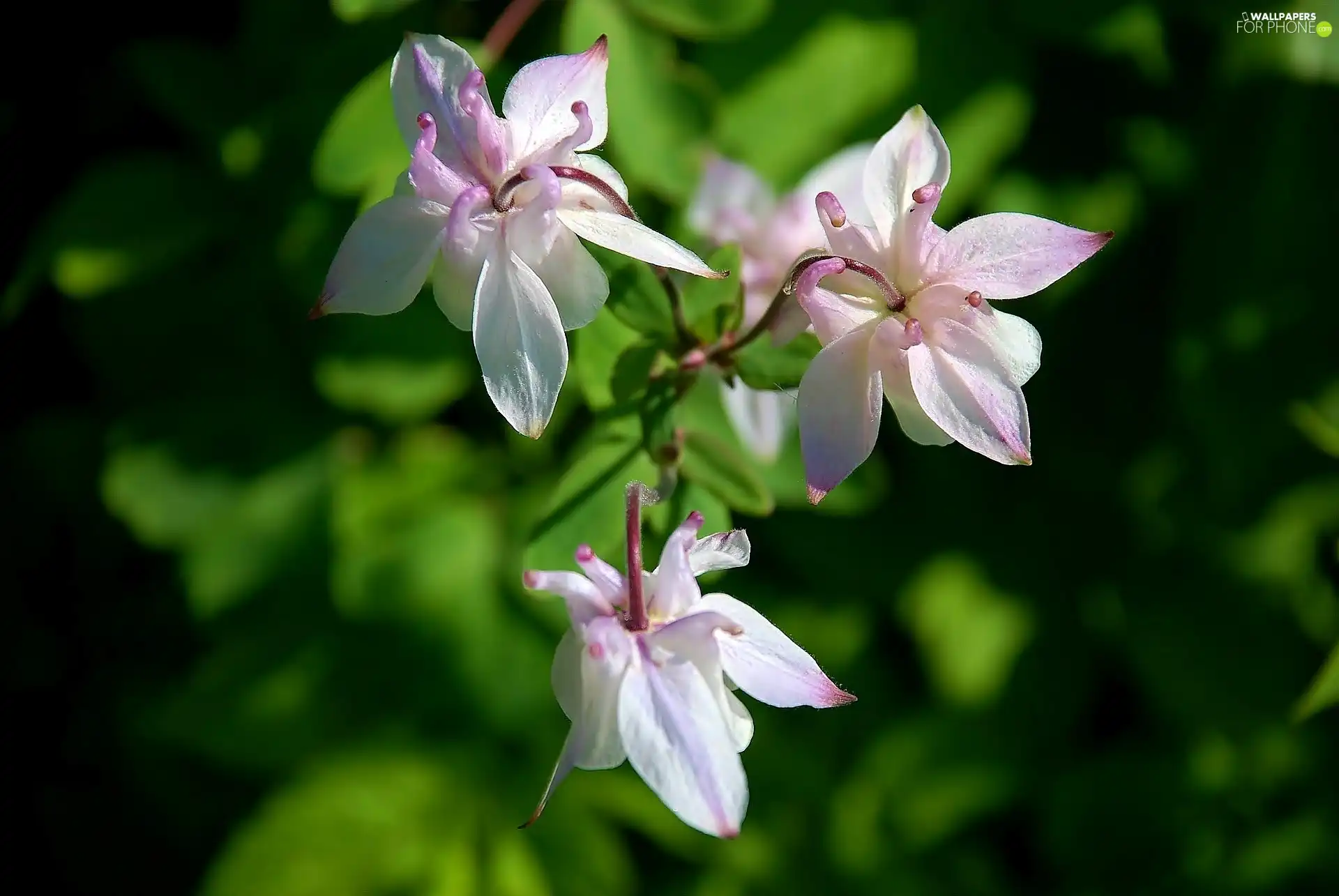 Close, Pink, Flowers