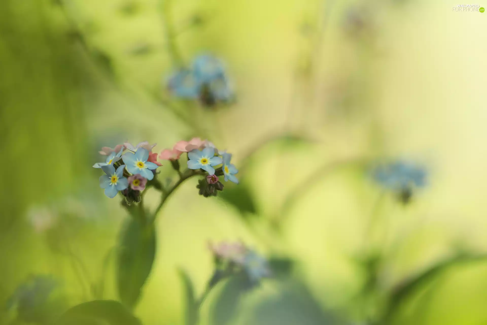 Forget, Flowers, Blue, Close