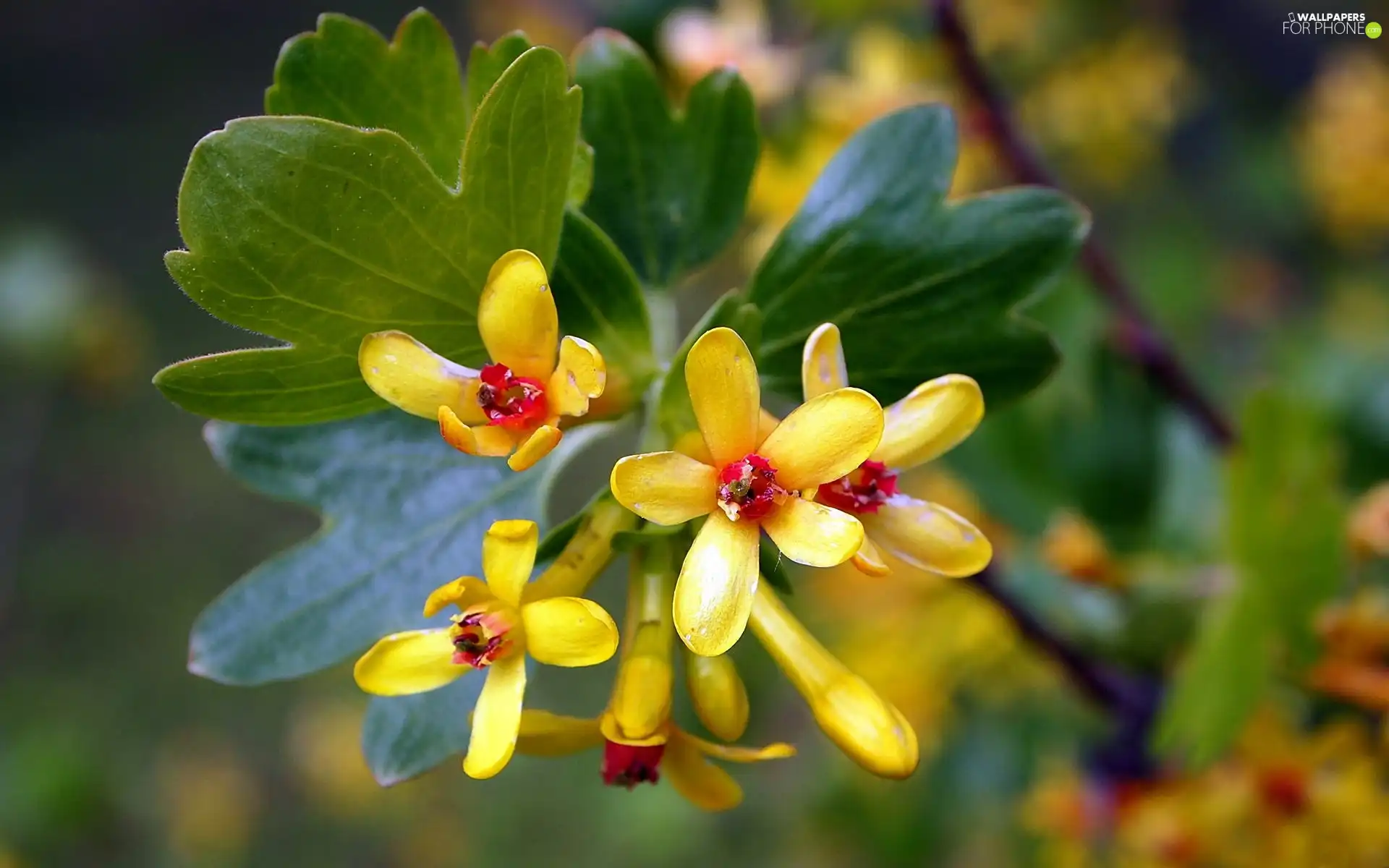 Close, Flowers, gooseberry