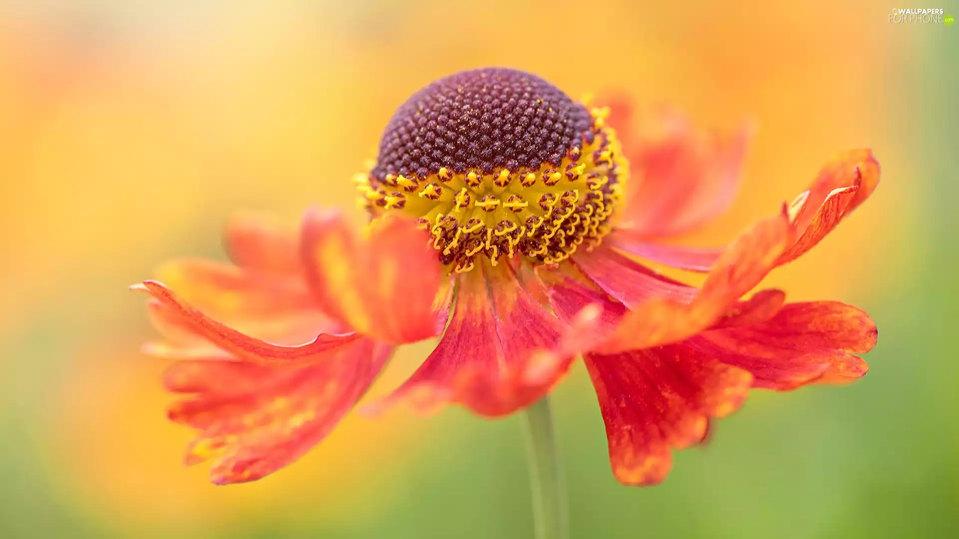 Close, Orange, Helenium
