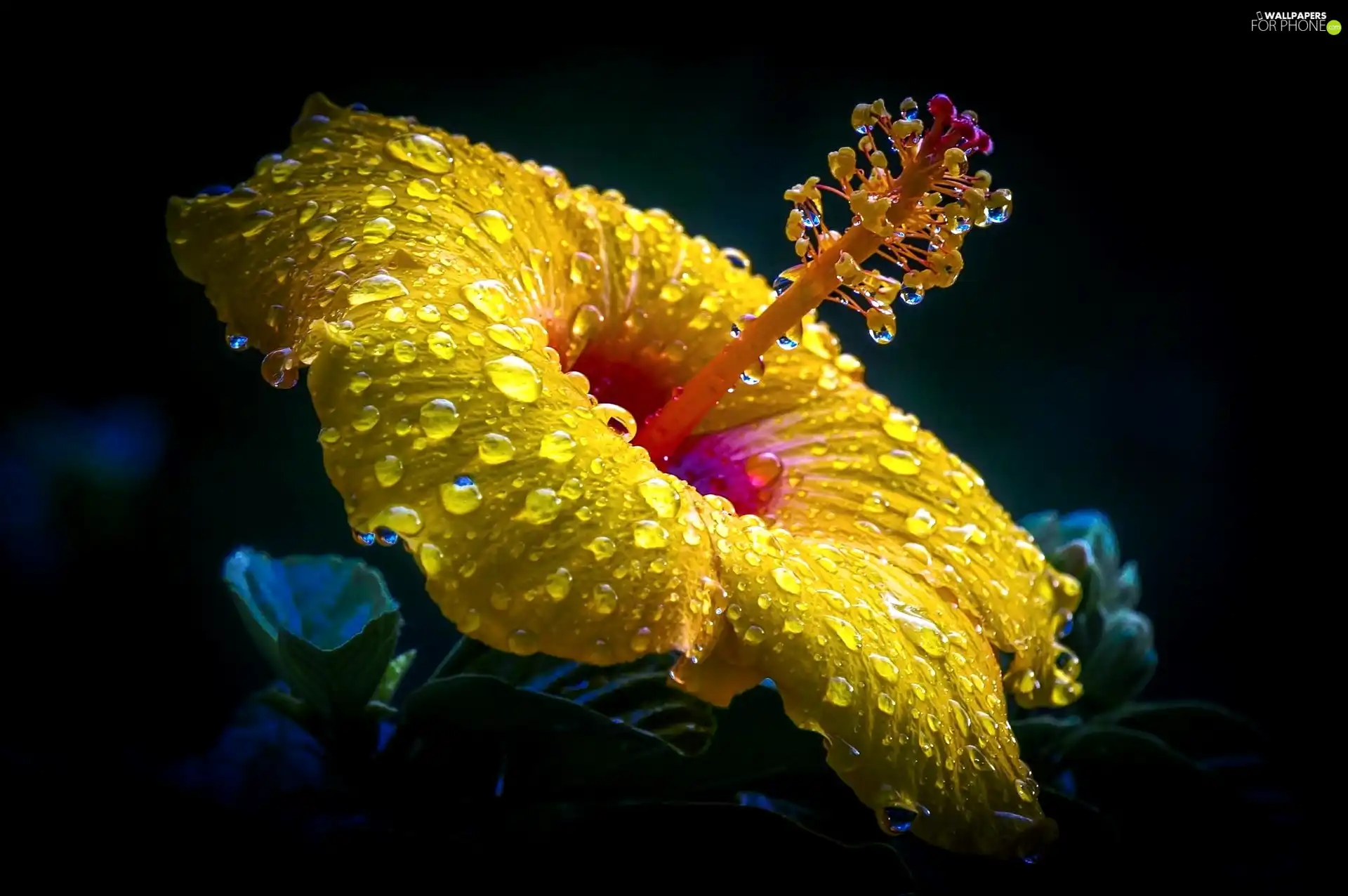 hibiskus, rain, Close, drops