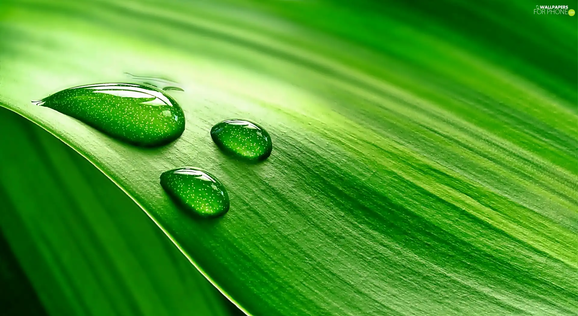 leaf, drops, Close, water