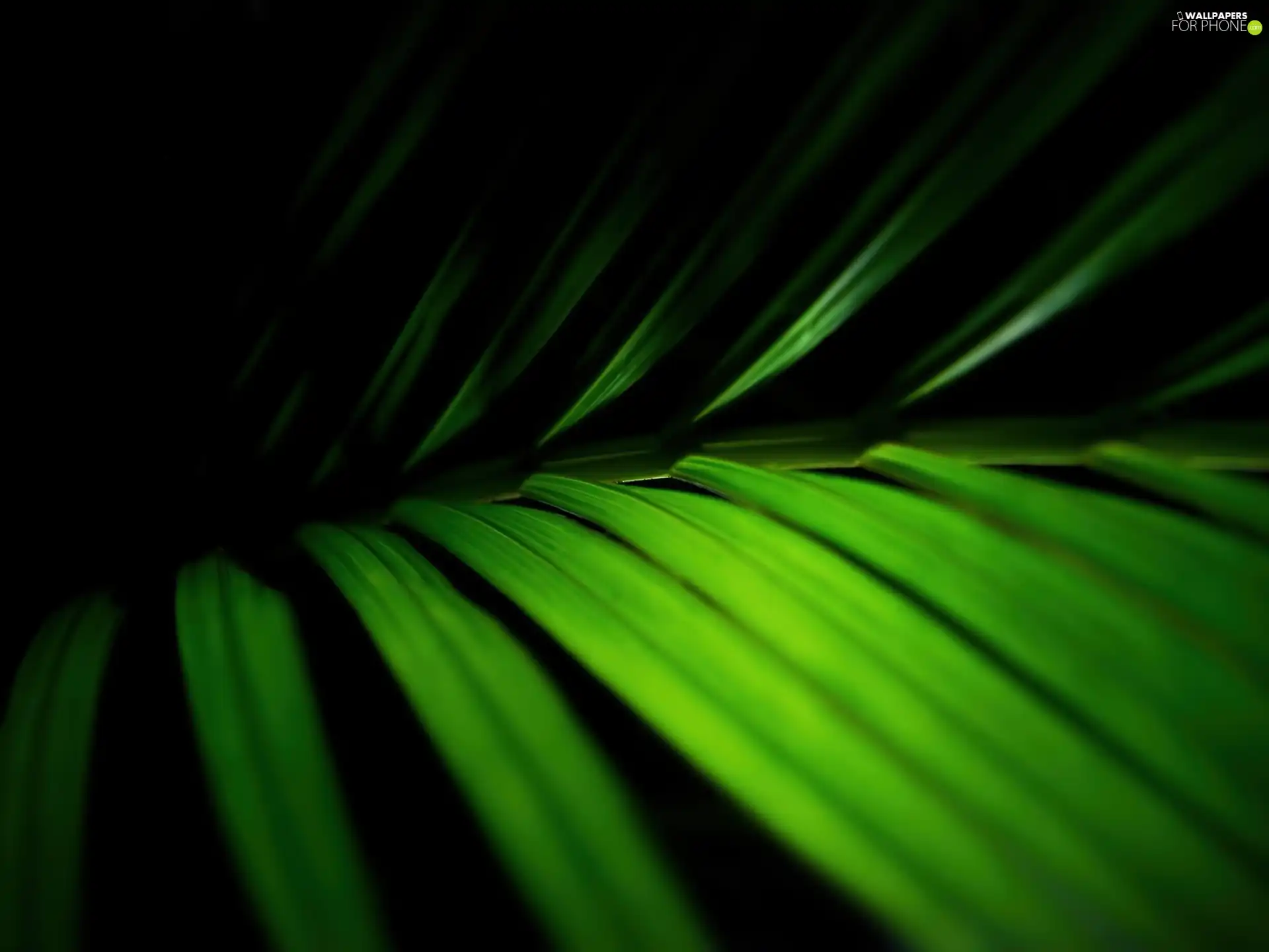 Close, Green, leaf