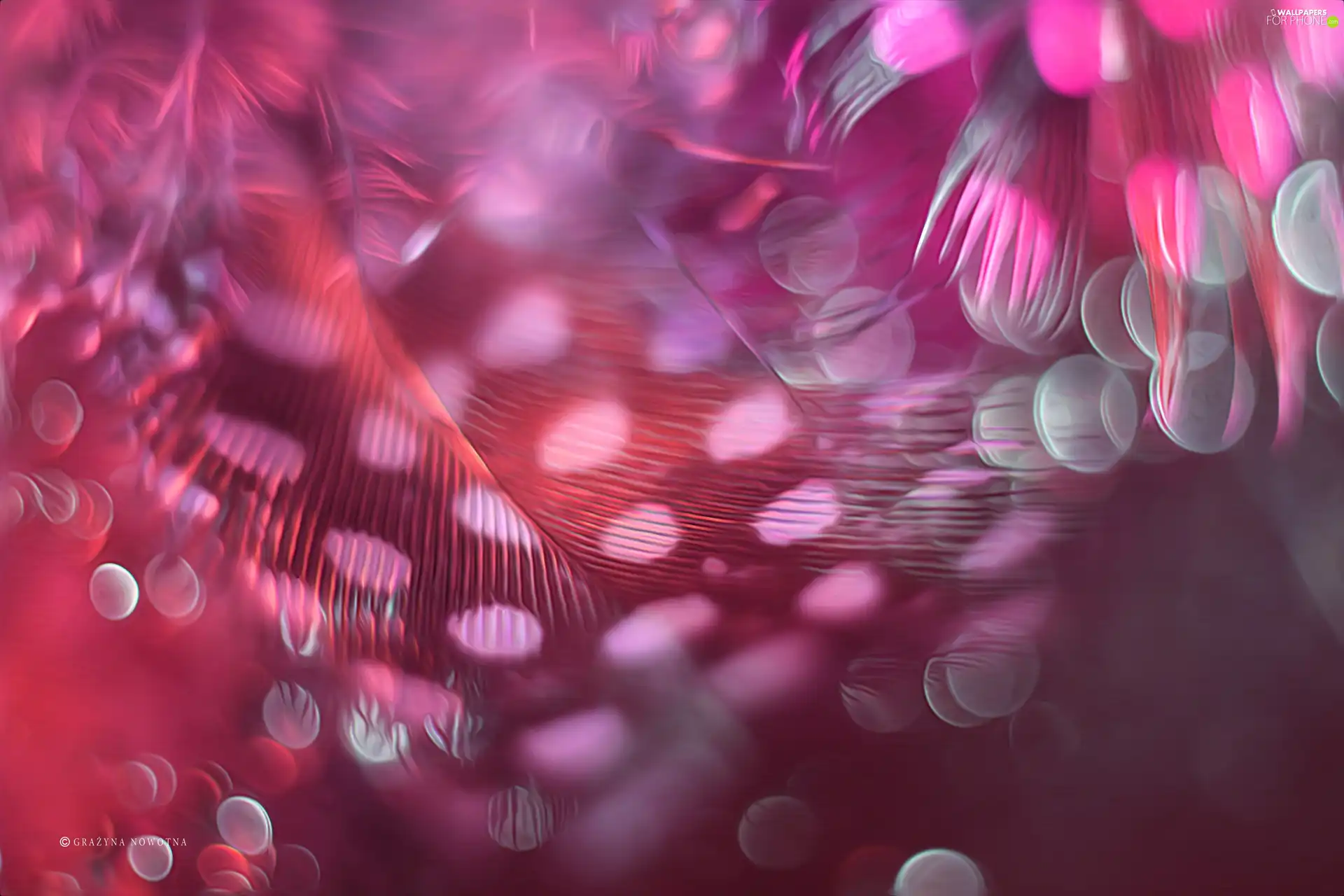 Pink, Bokeh, Close, feather