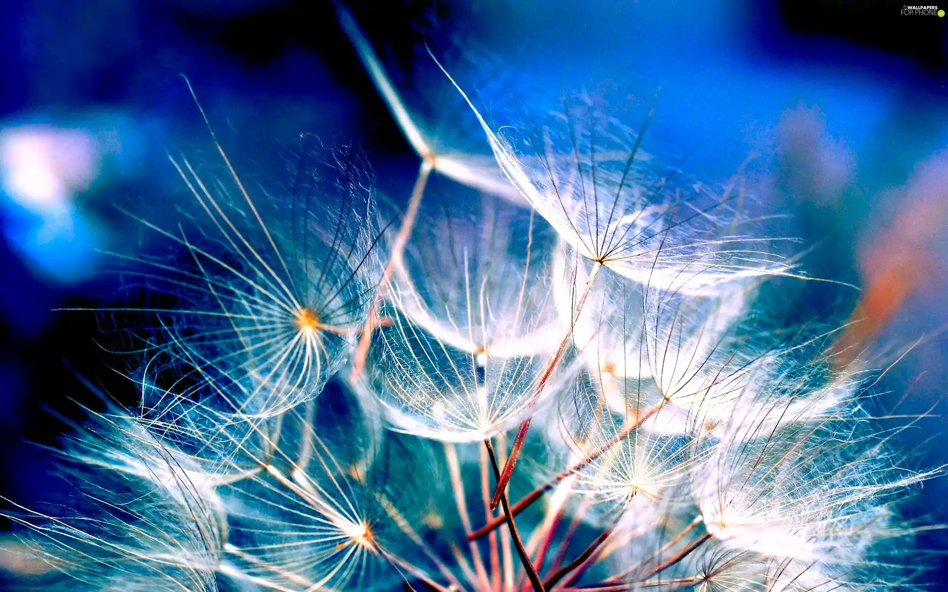 Close, dandelion, puffball