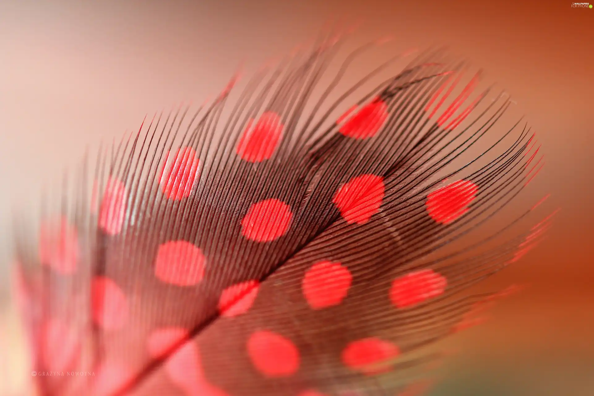 Red, Guinea Fowl, Close, feather