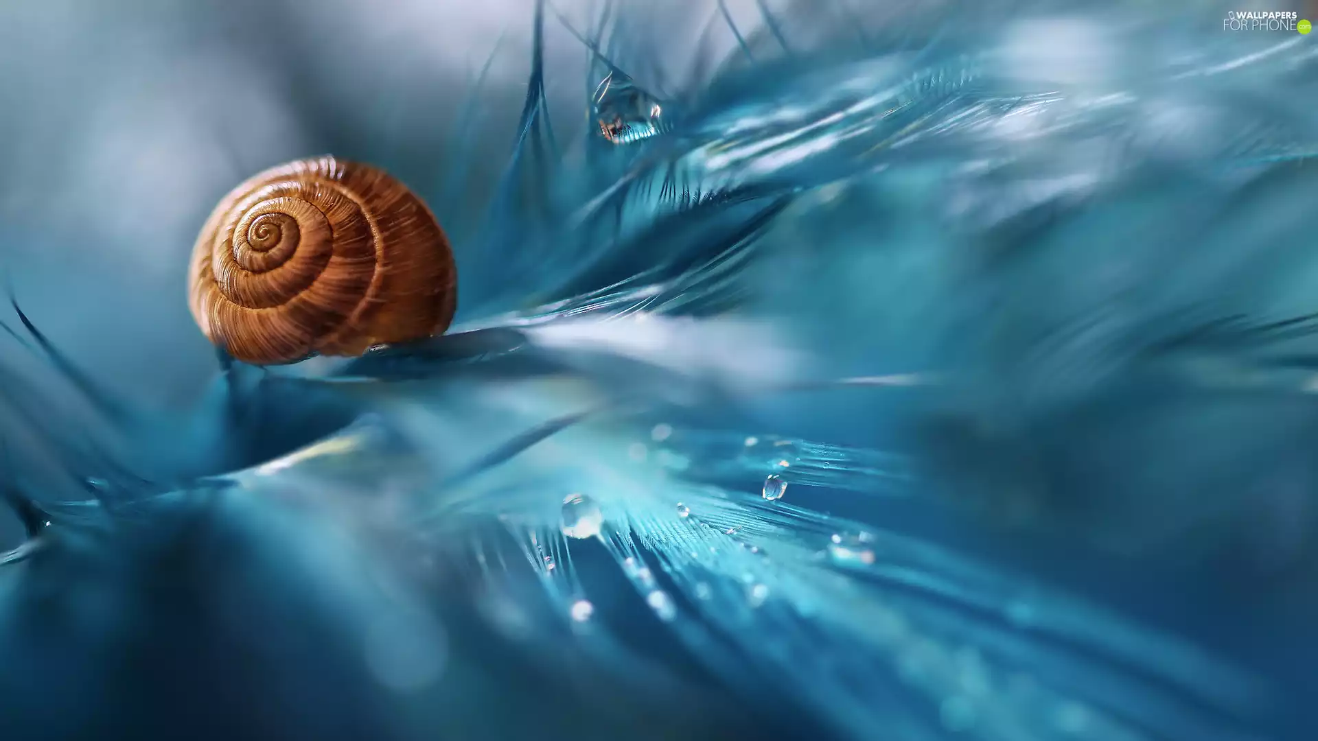 drops, Close, shell, feather, shell