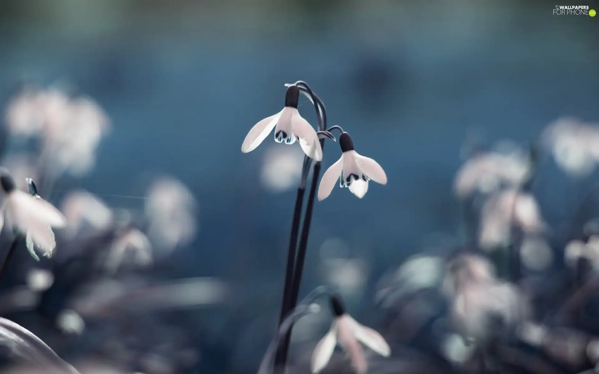 snowdrops, Close