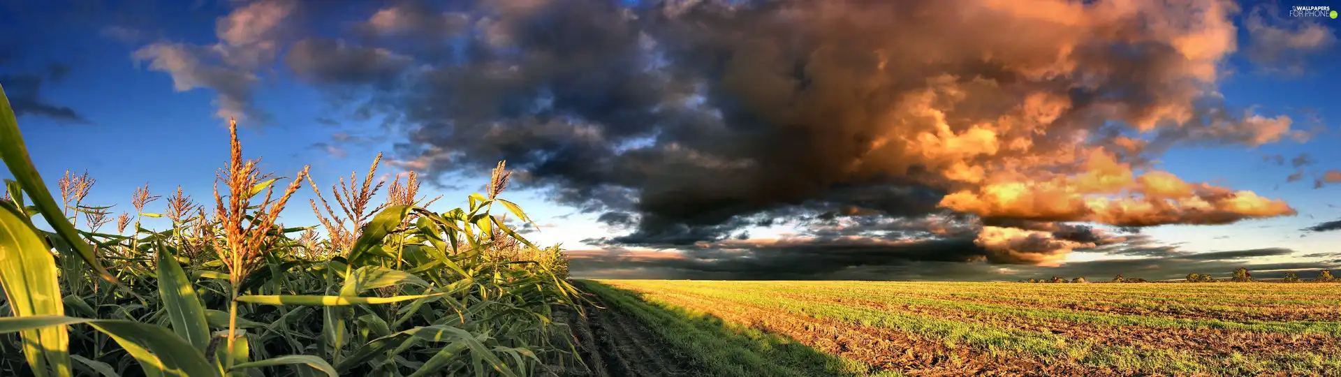 clouds, Field, corn