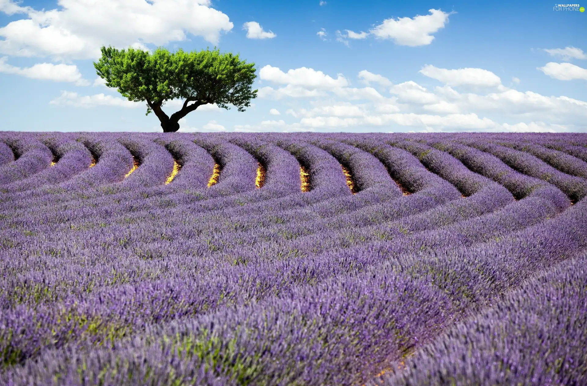 Field, trees, clouds, lavender