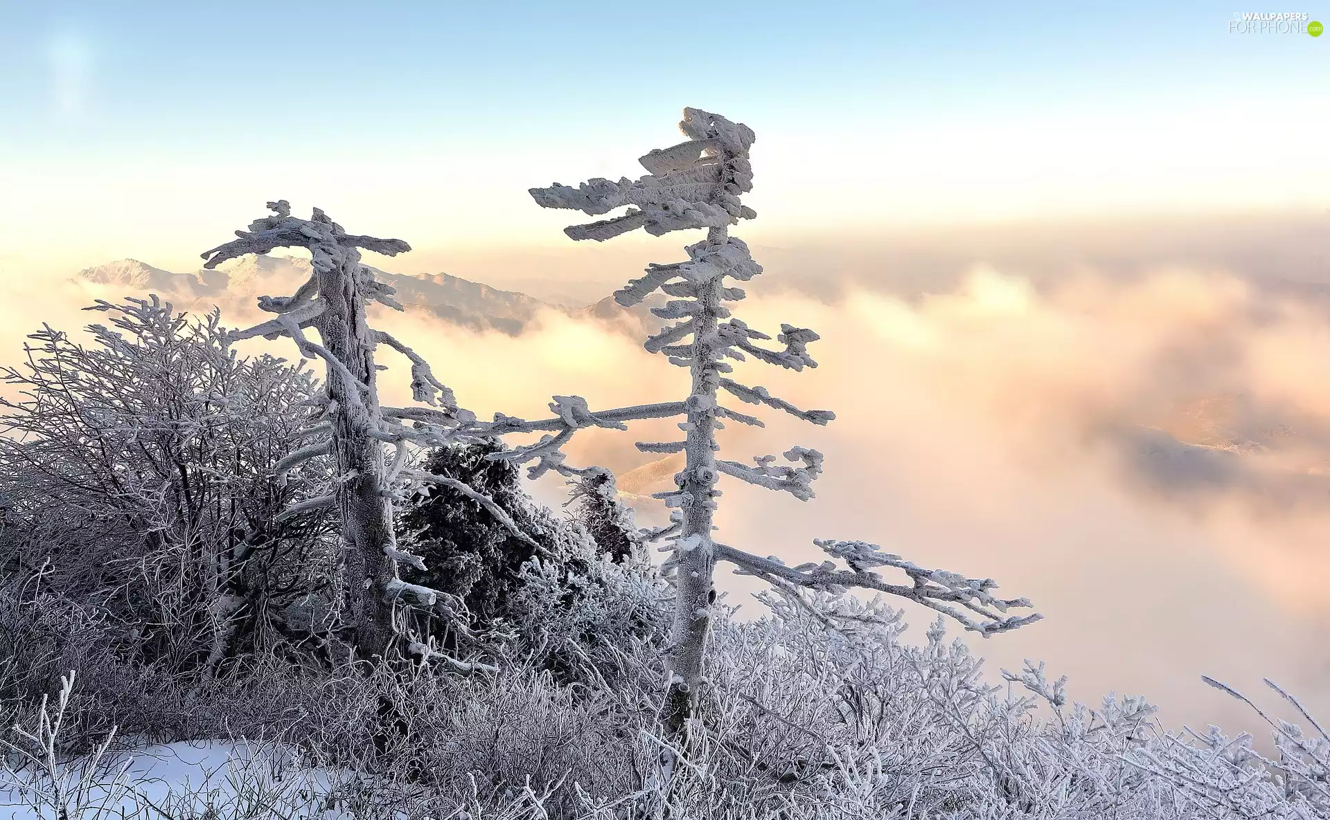 trees, winter, grass, clouds, viewes, frosty