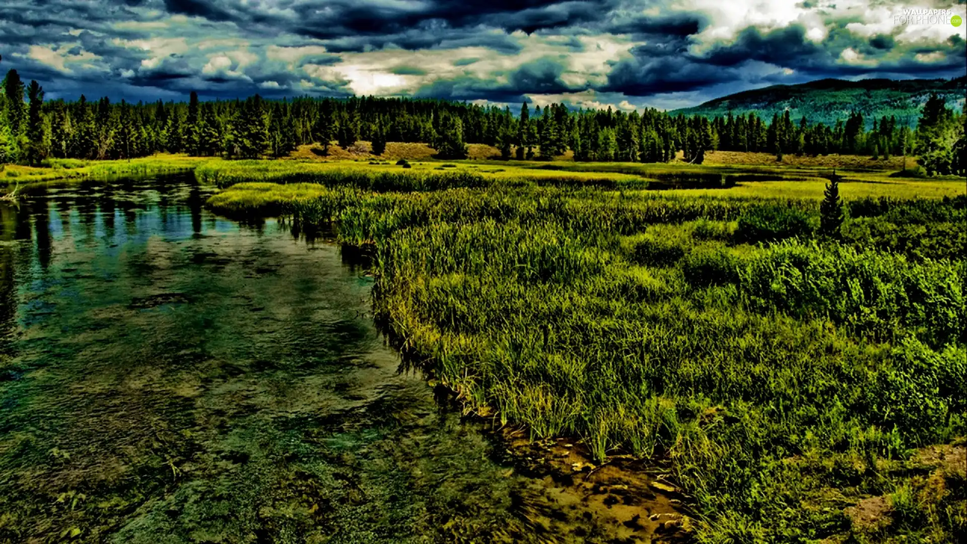 clouds, forest, grass