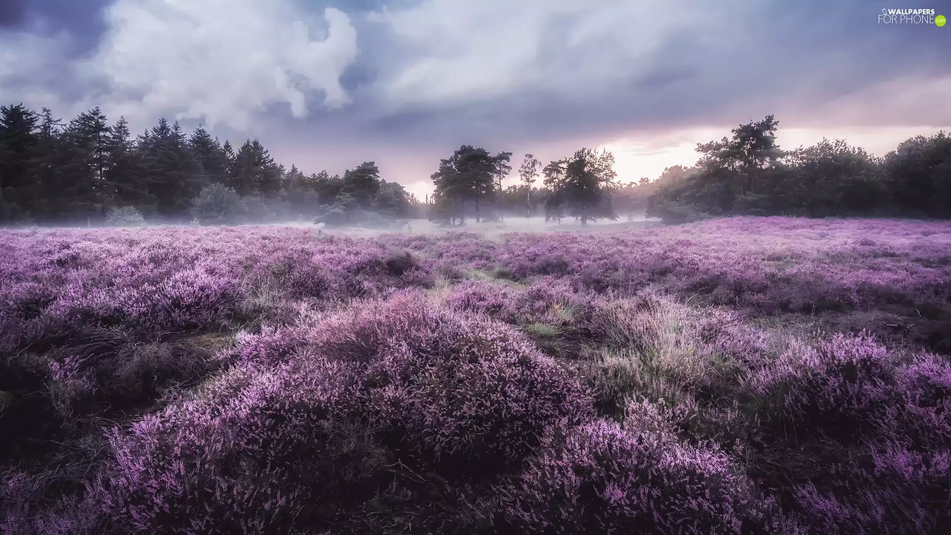 trees, heath, Fog, clouds, viewes, heathers