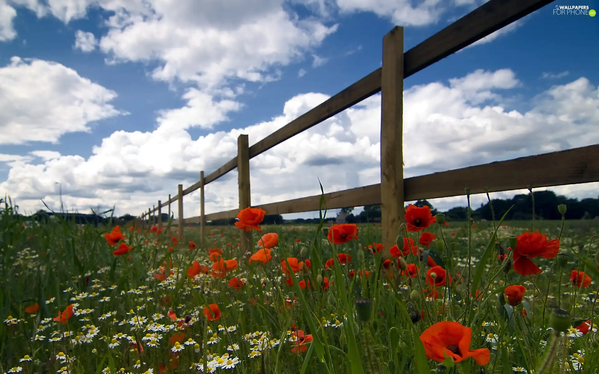 Meadow, Hurdle, clouds, papavers