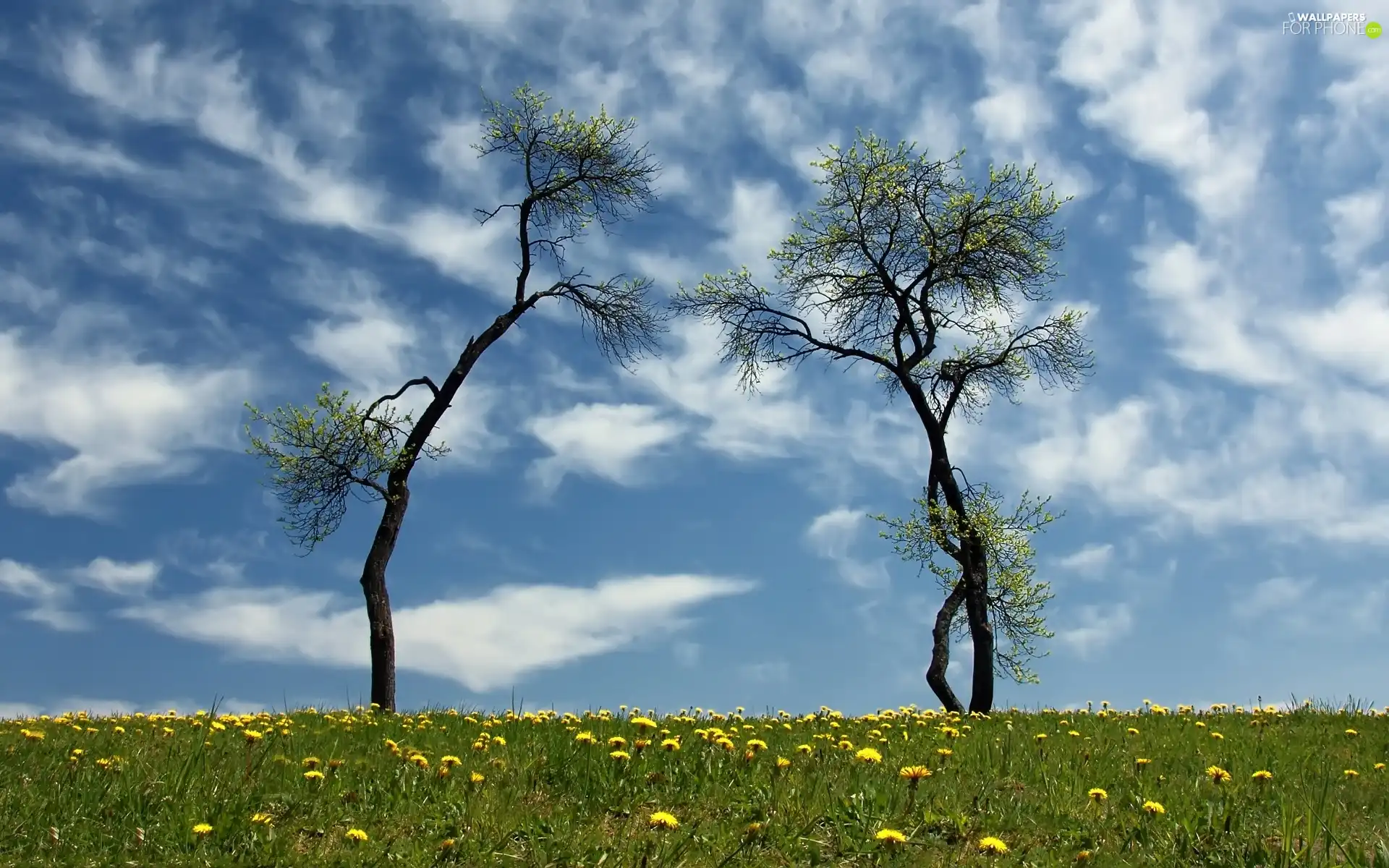 clouds, Meadow, trees, viewes, Two cars