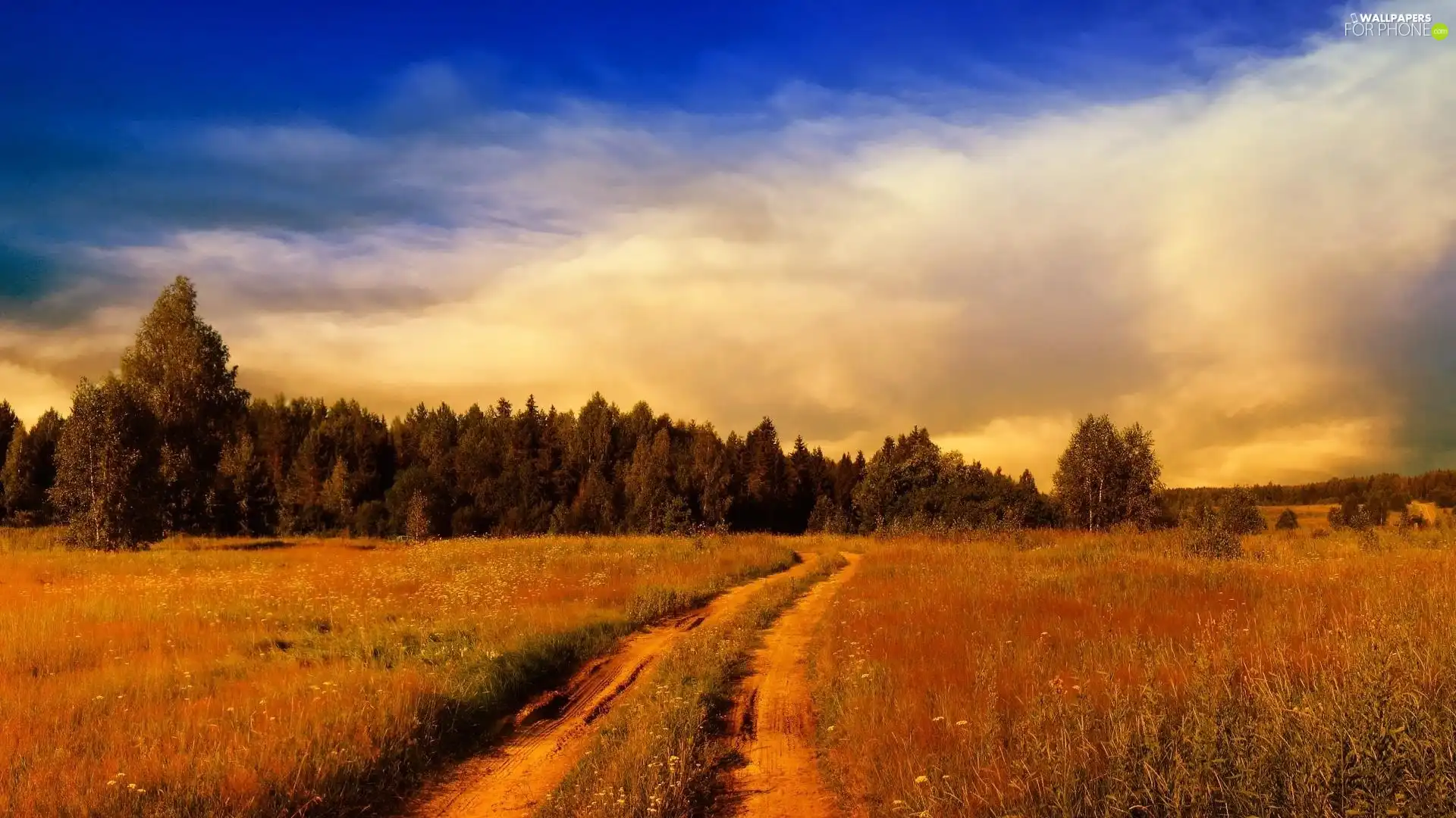 medows, forest, clouds, Way