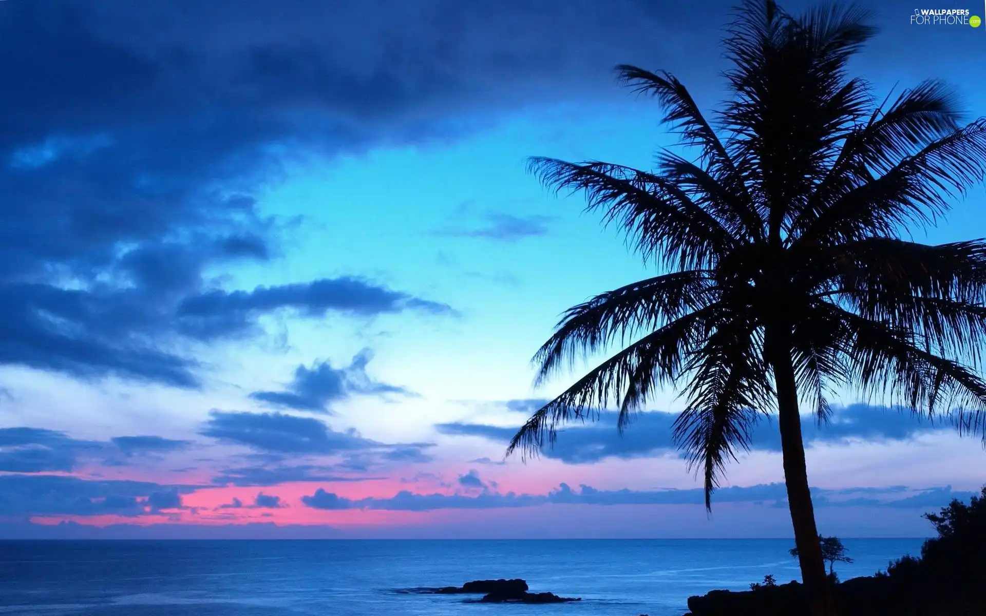 clouds, sea, Palm