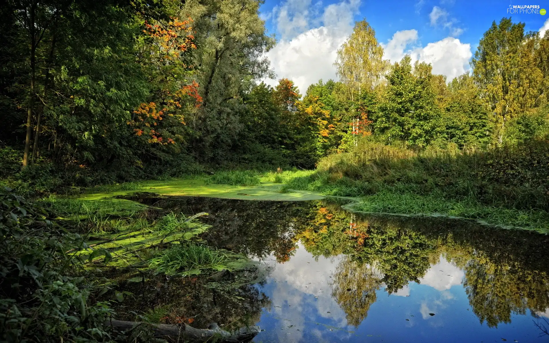 clouds, forest, River