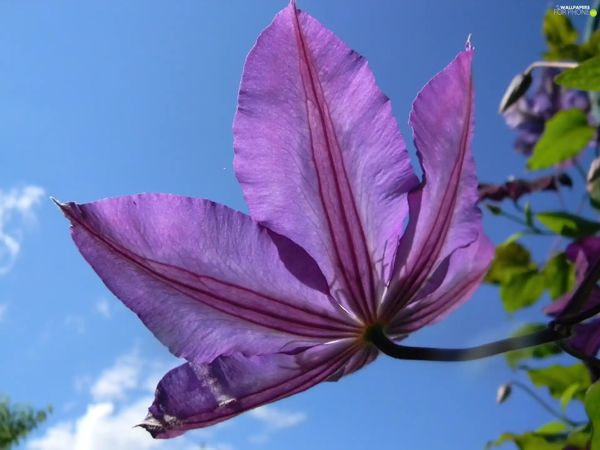 clouds, Sky, Violet, traveller