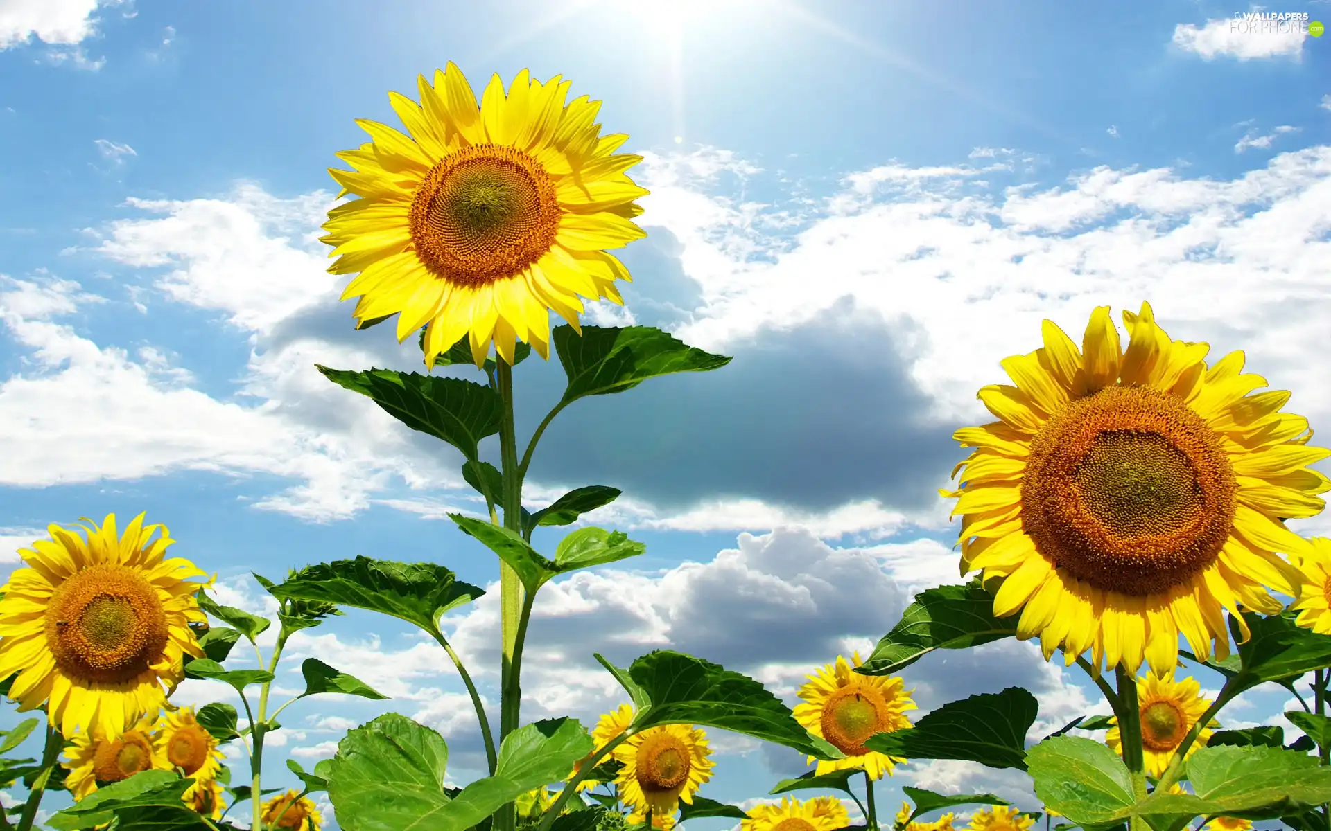 Nice sunflowers, White, clouds, Sky