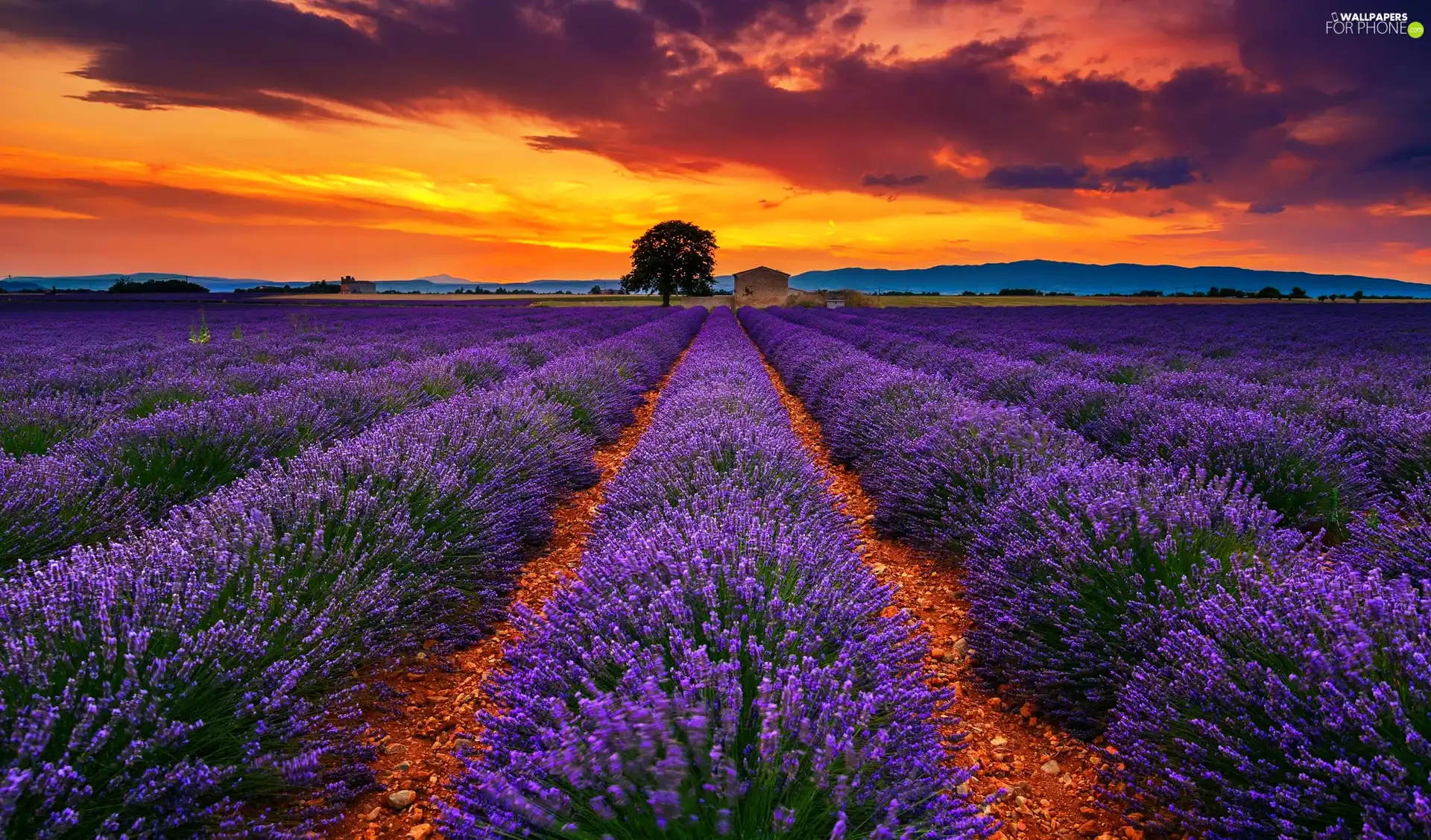 Great Sunsets, lavender, clouds