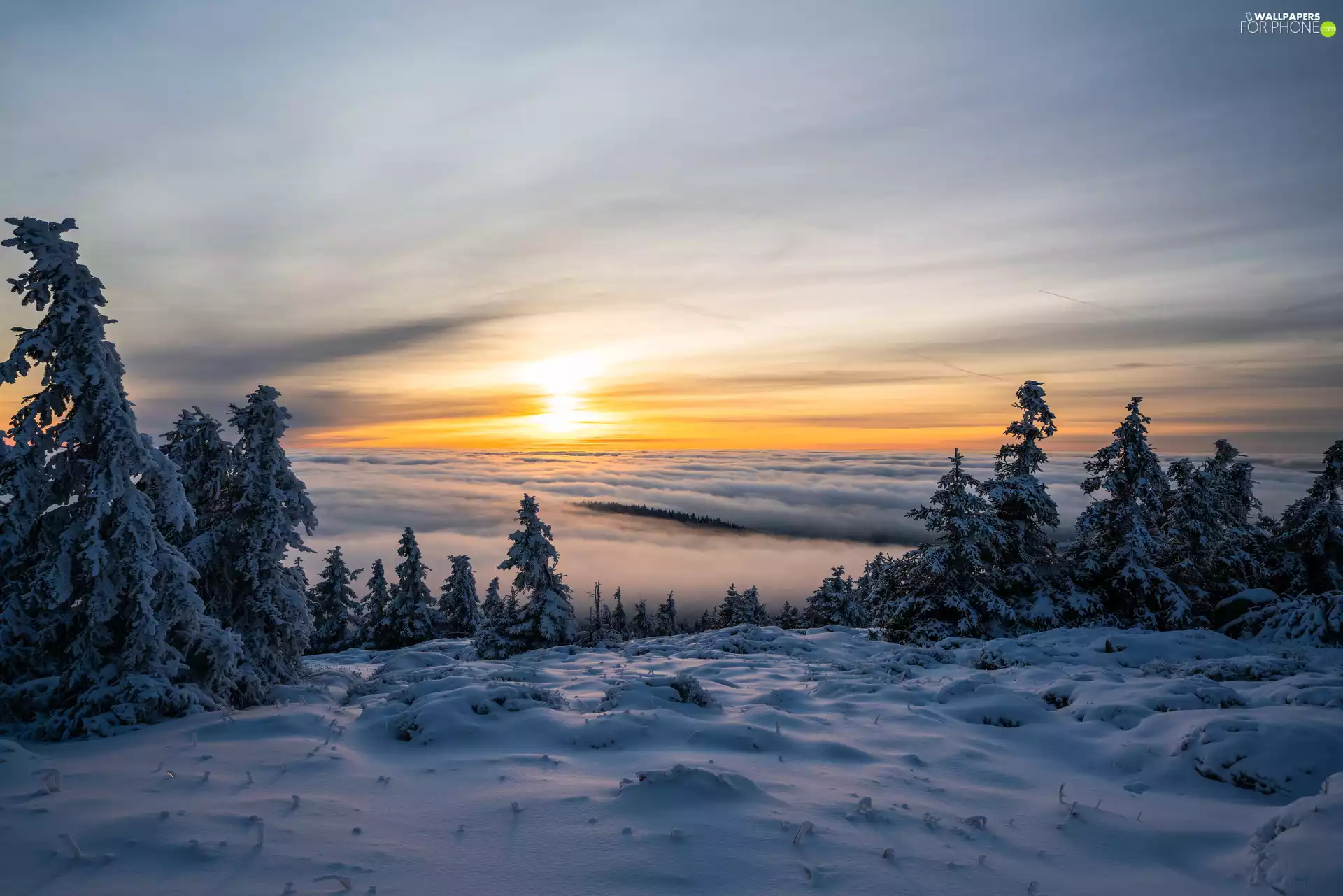 clouds, Snowy, snow, trees, Field, Great Sunsets, winter, viewes