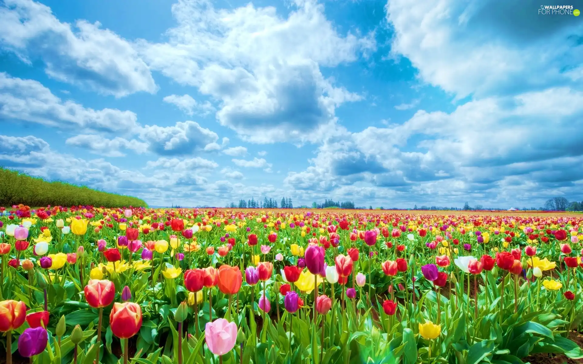 clouds, color, Tulips