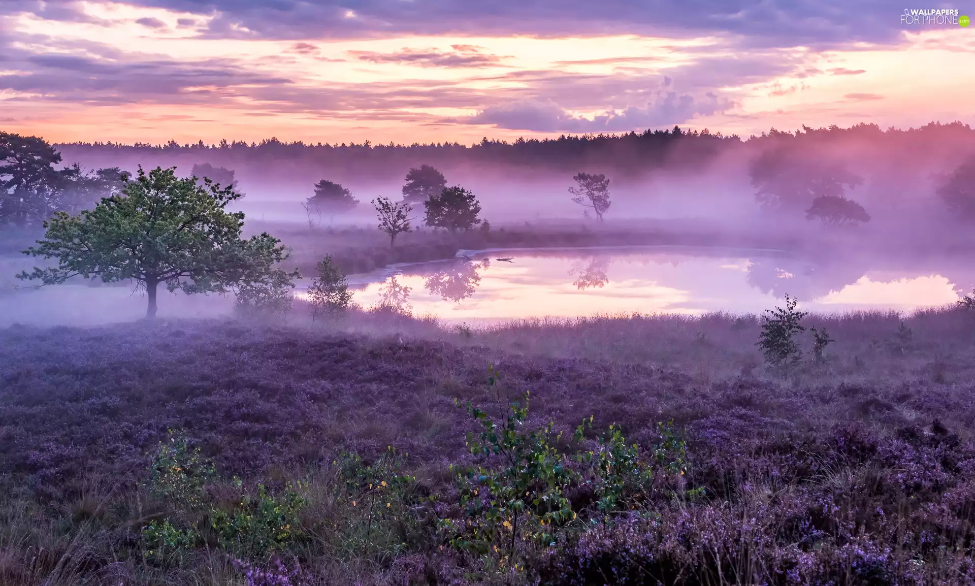 Fog, heathers, viewes, Pond - car, heath, trees, clouds