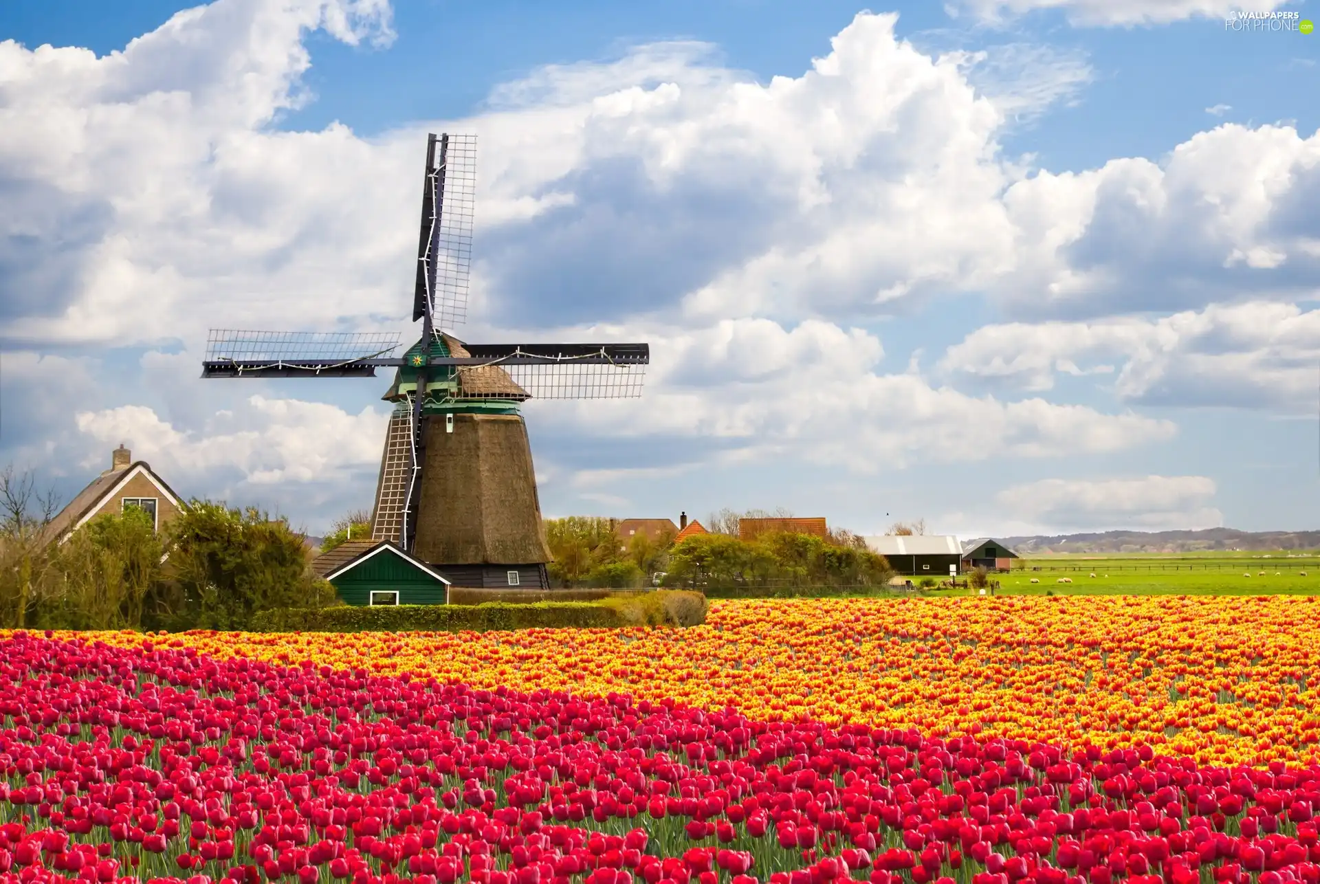 Windmill, tulips, clouds, Field