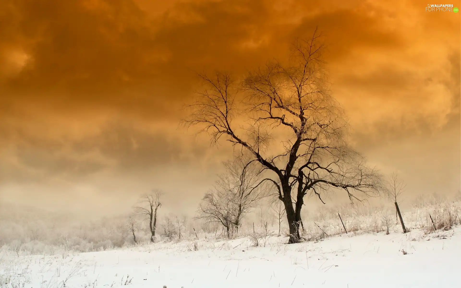 field, trees, clouds, winter, Way, viewes