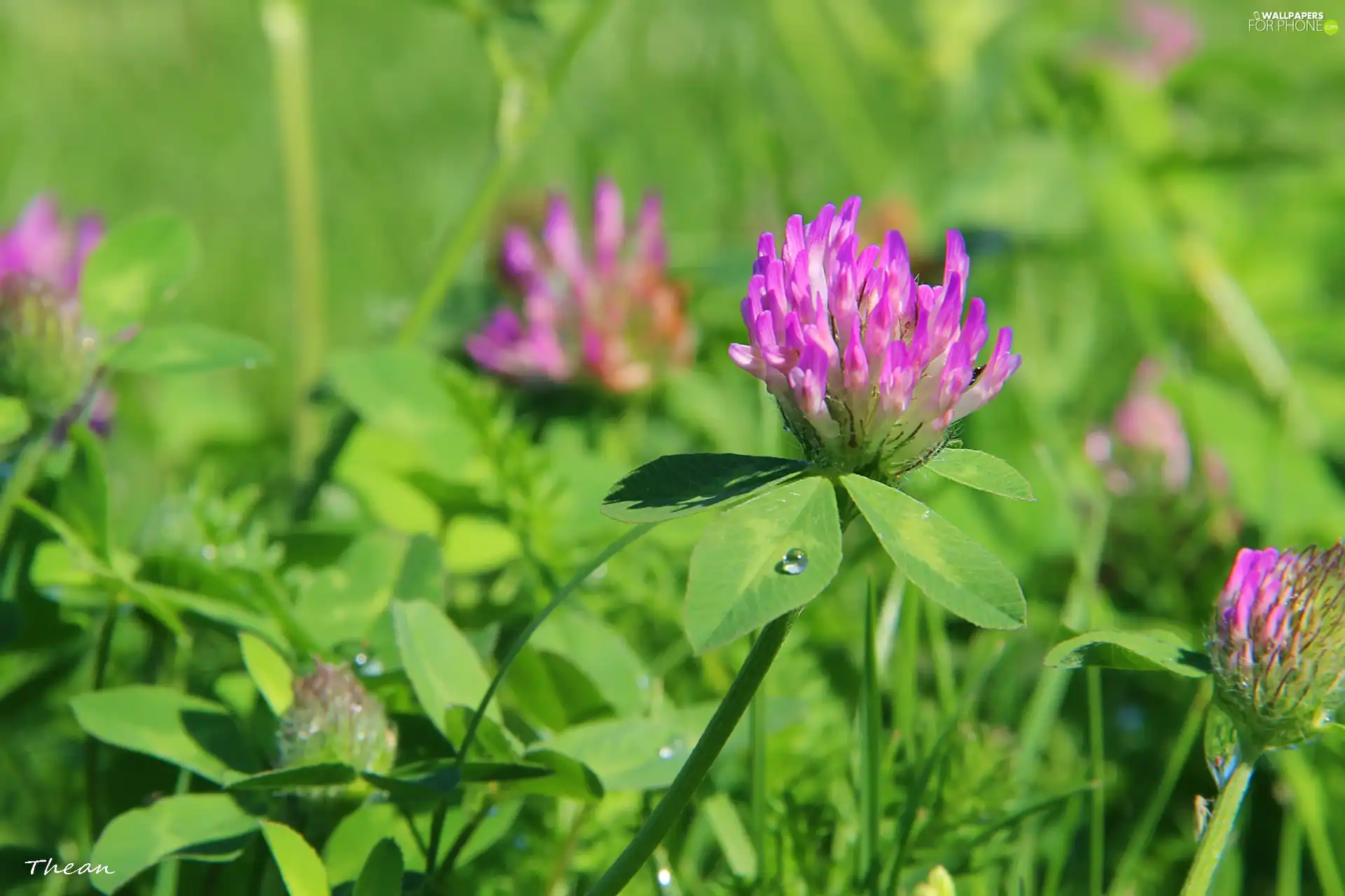 clover, lilac, Flowers