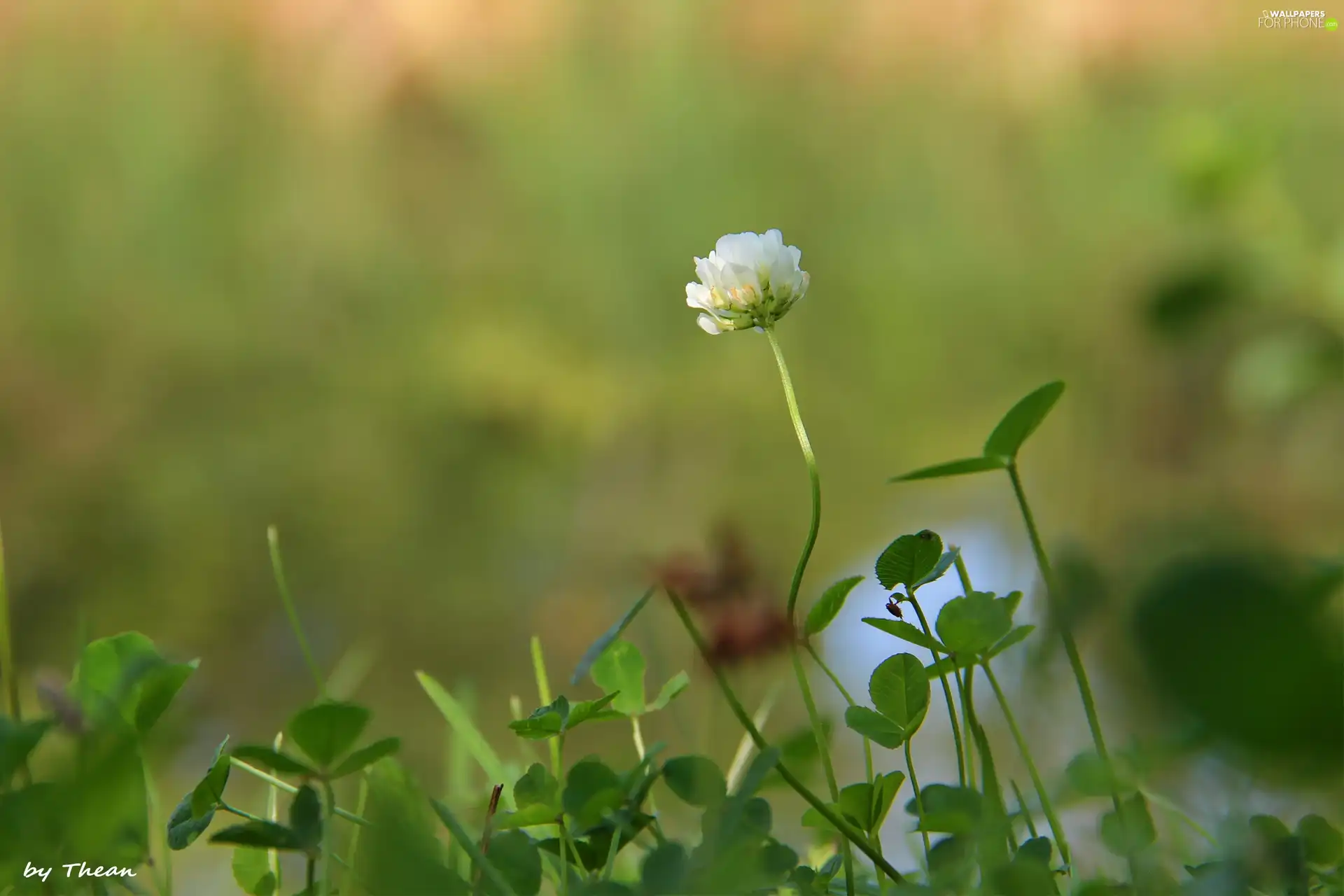 clover