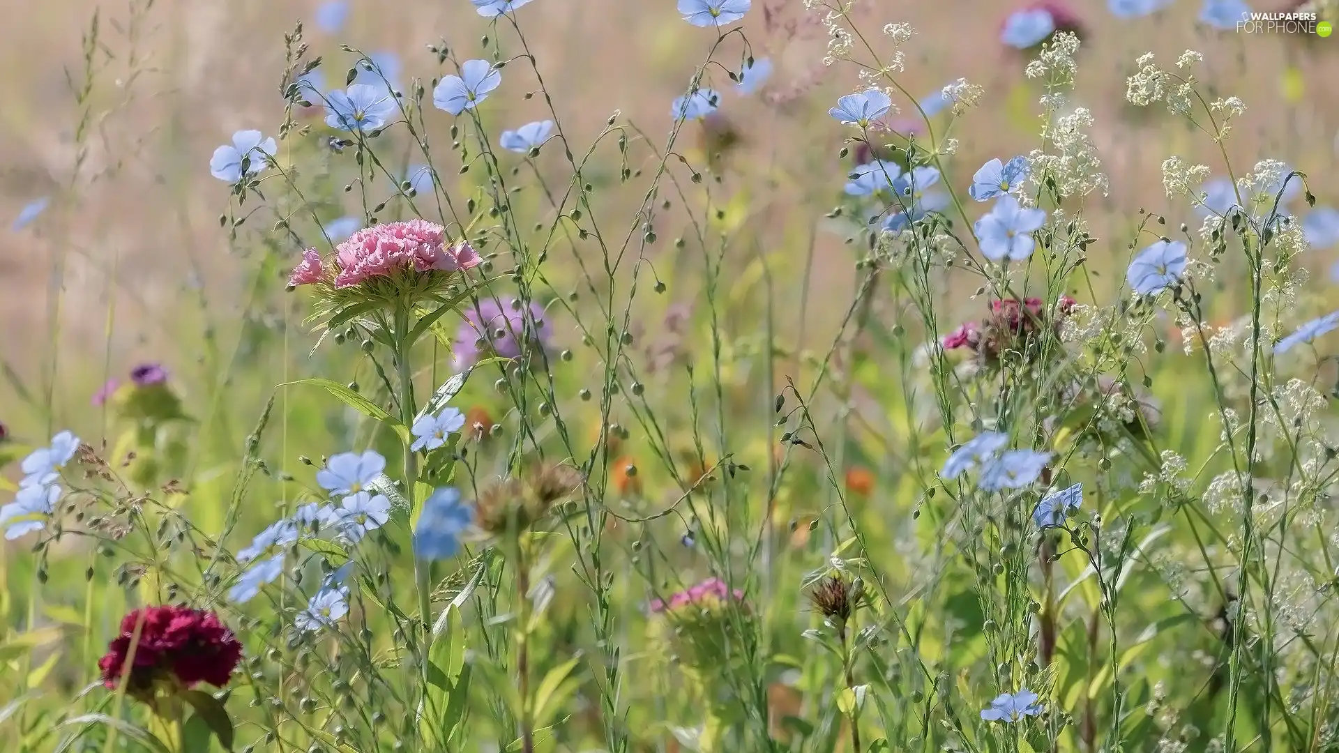 linen, cloves, Flowers, Wildflowers, Meadow