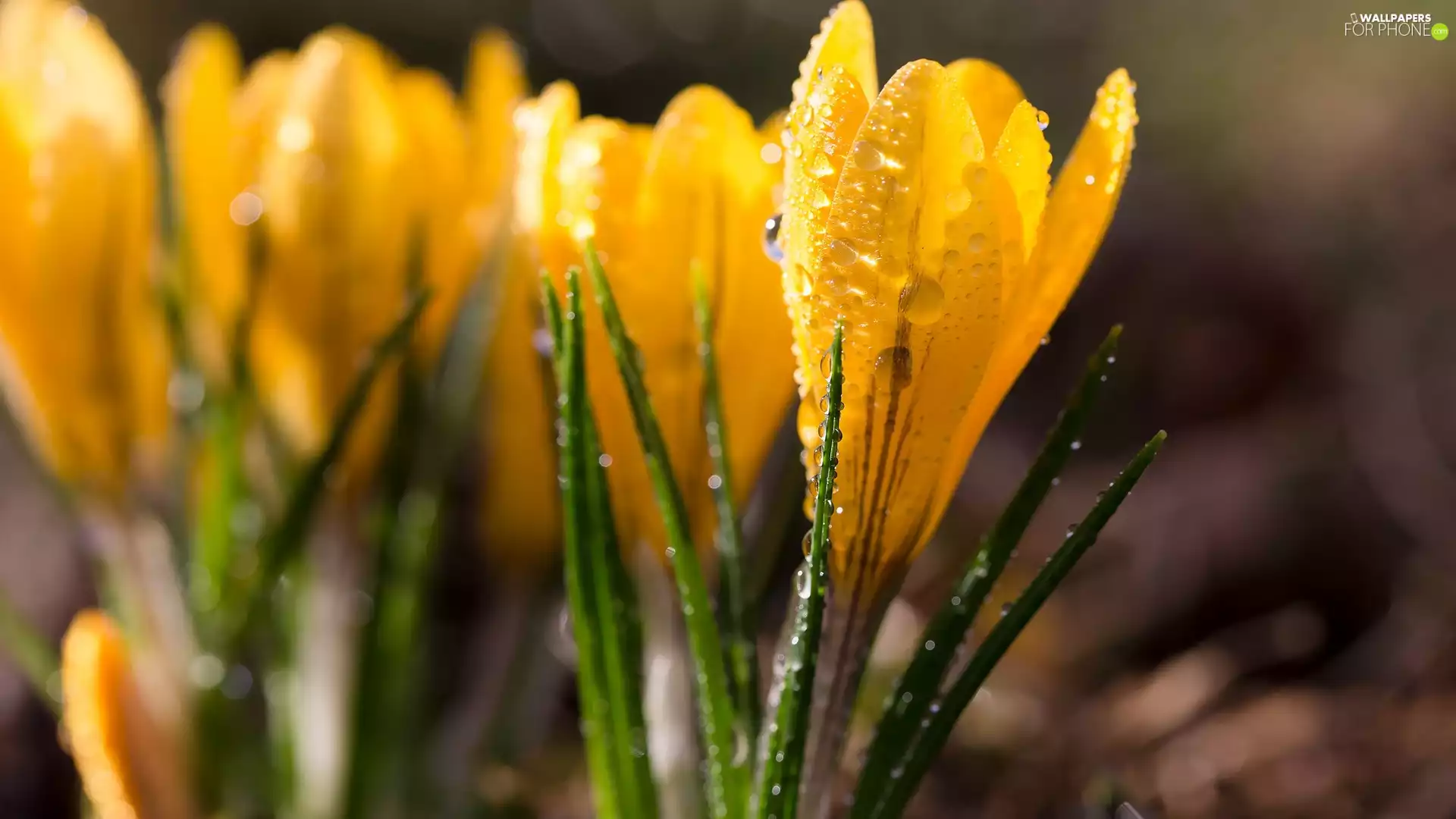 rapprochement, cluster, Yellow, Flowers, crocuses