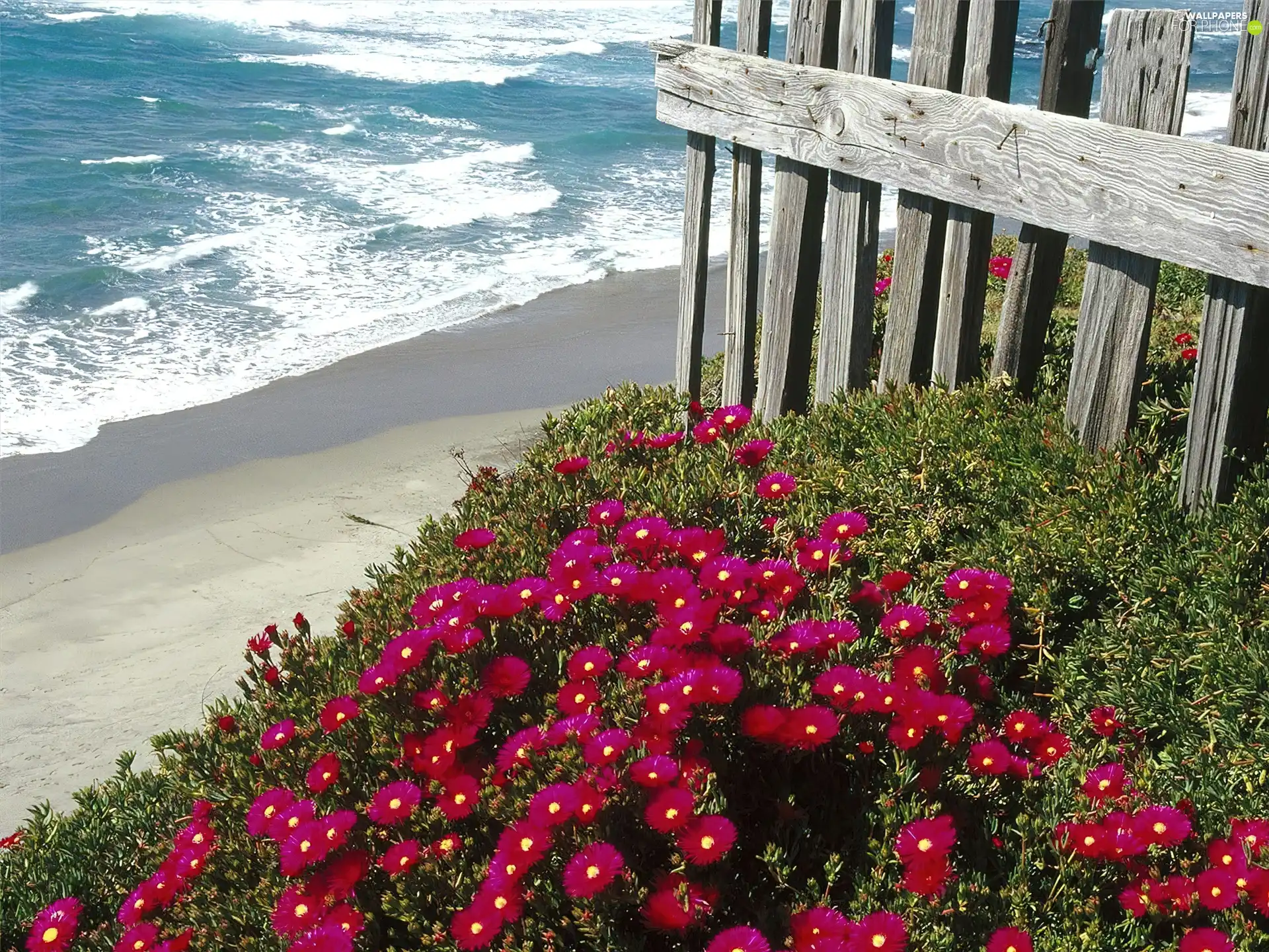 Flowers, water, coast, Fance