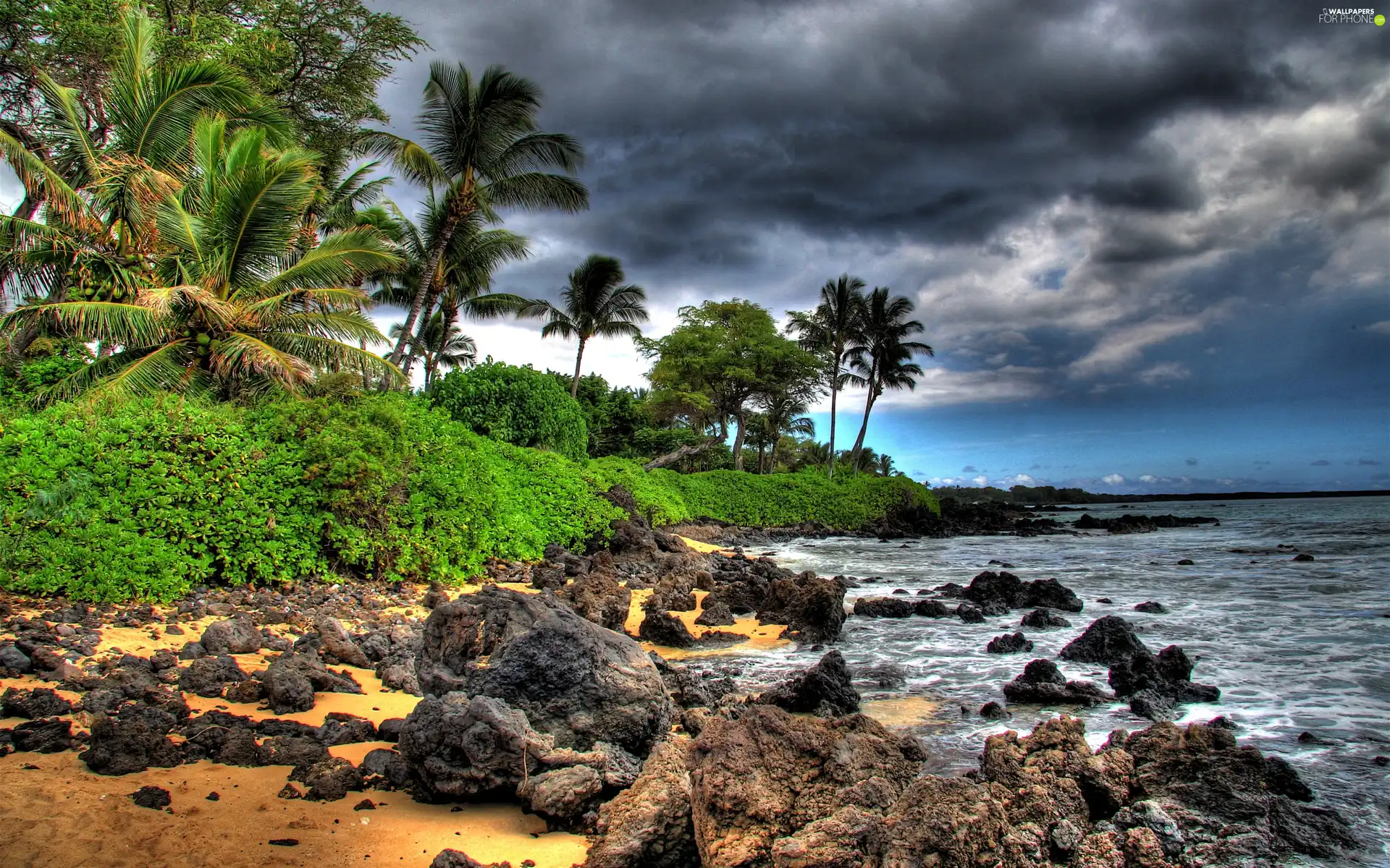 Coast, sea, Palms