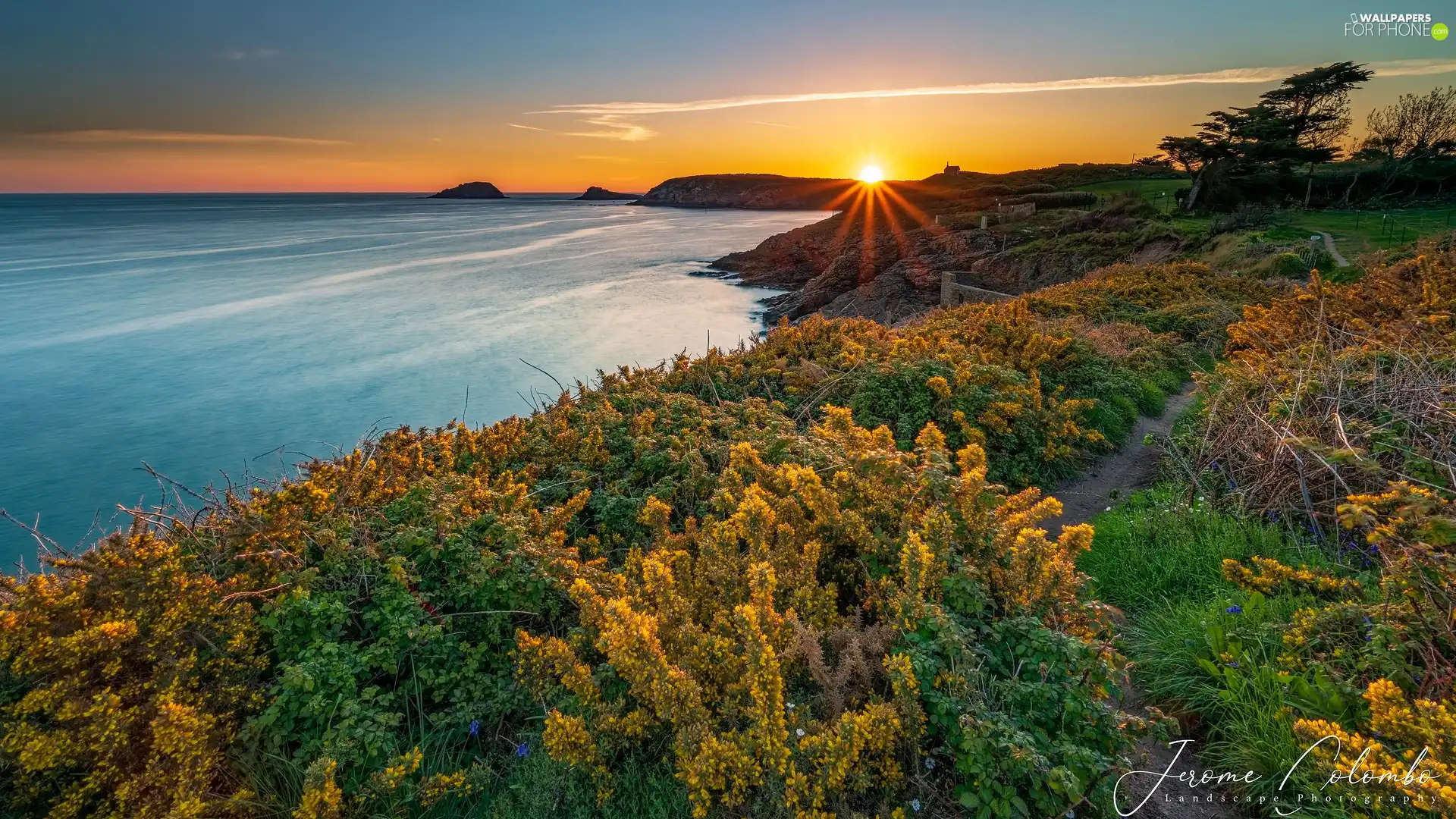 Yellow, Flowers, sea, rays of the Sun, Coast