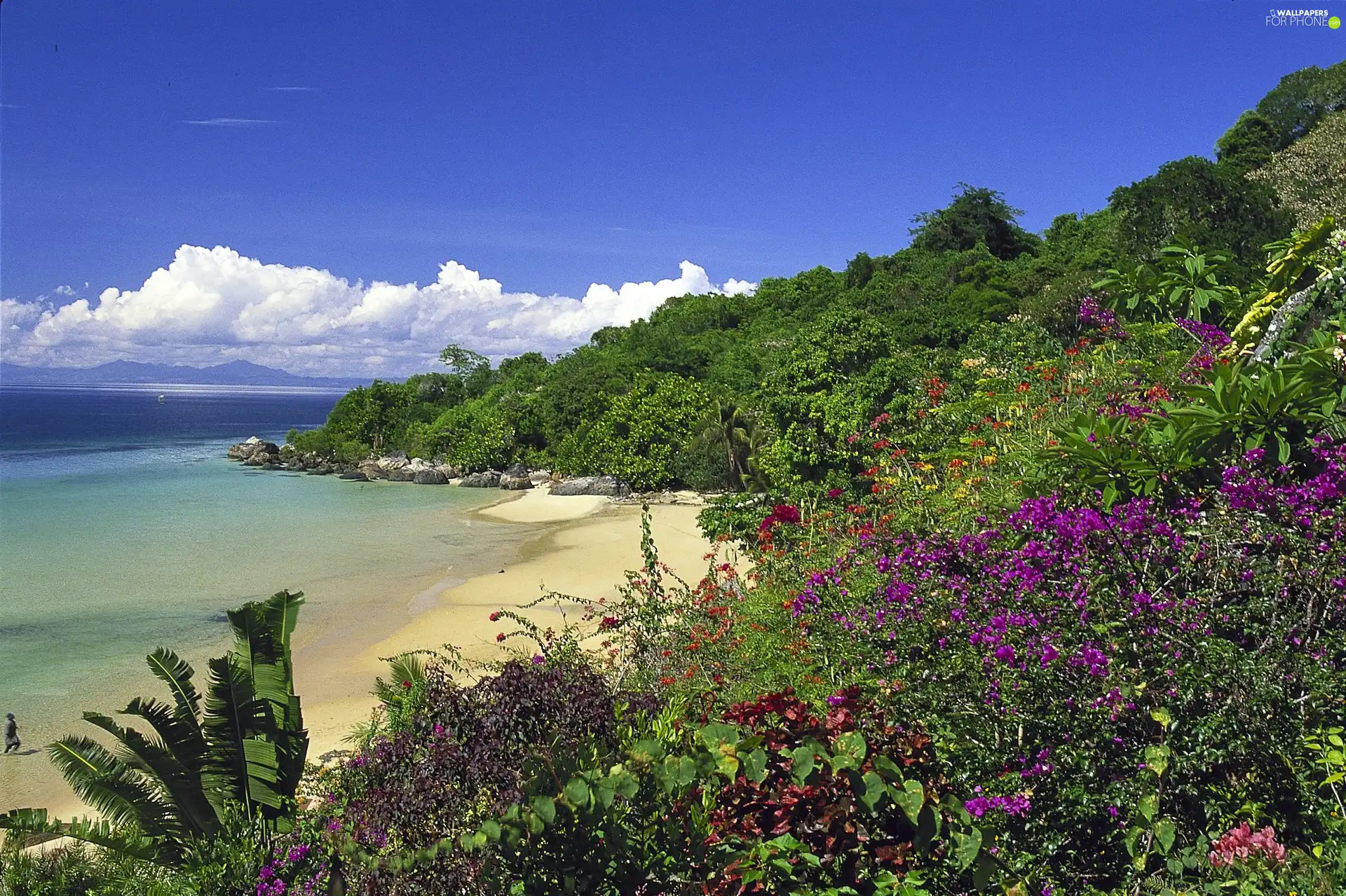 coast, VEGETATION, Beaches, woody, sea