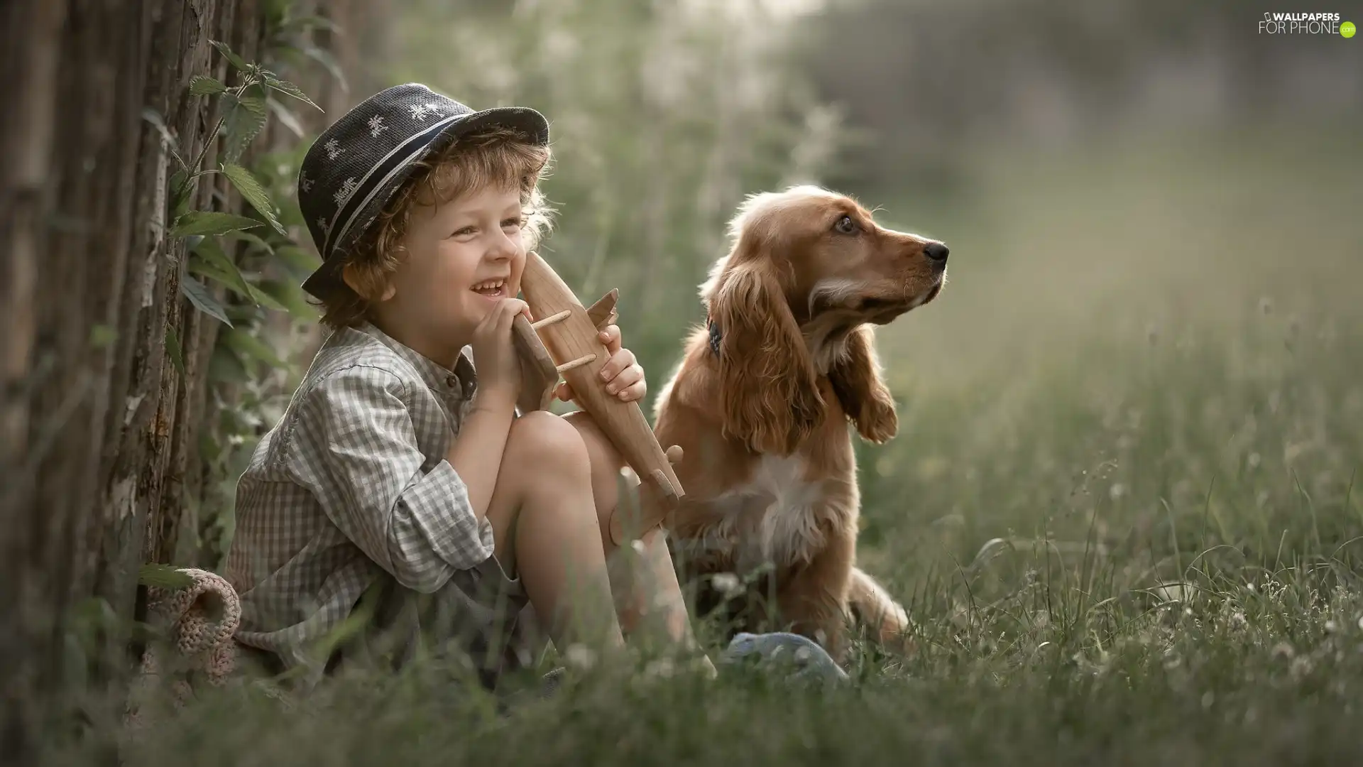 English Cocker Spaniel, boy, dog