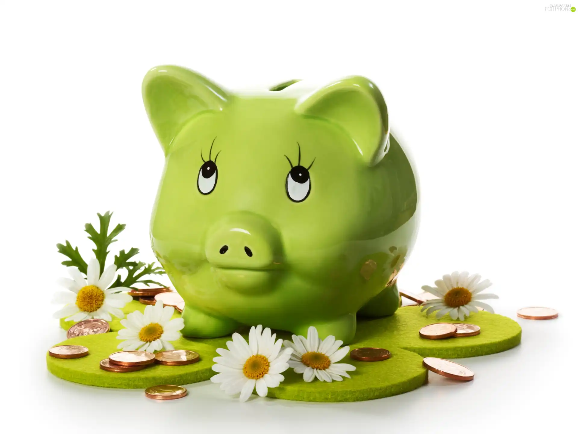 coins, daisy, guinea pig, piggybank, Green