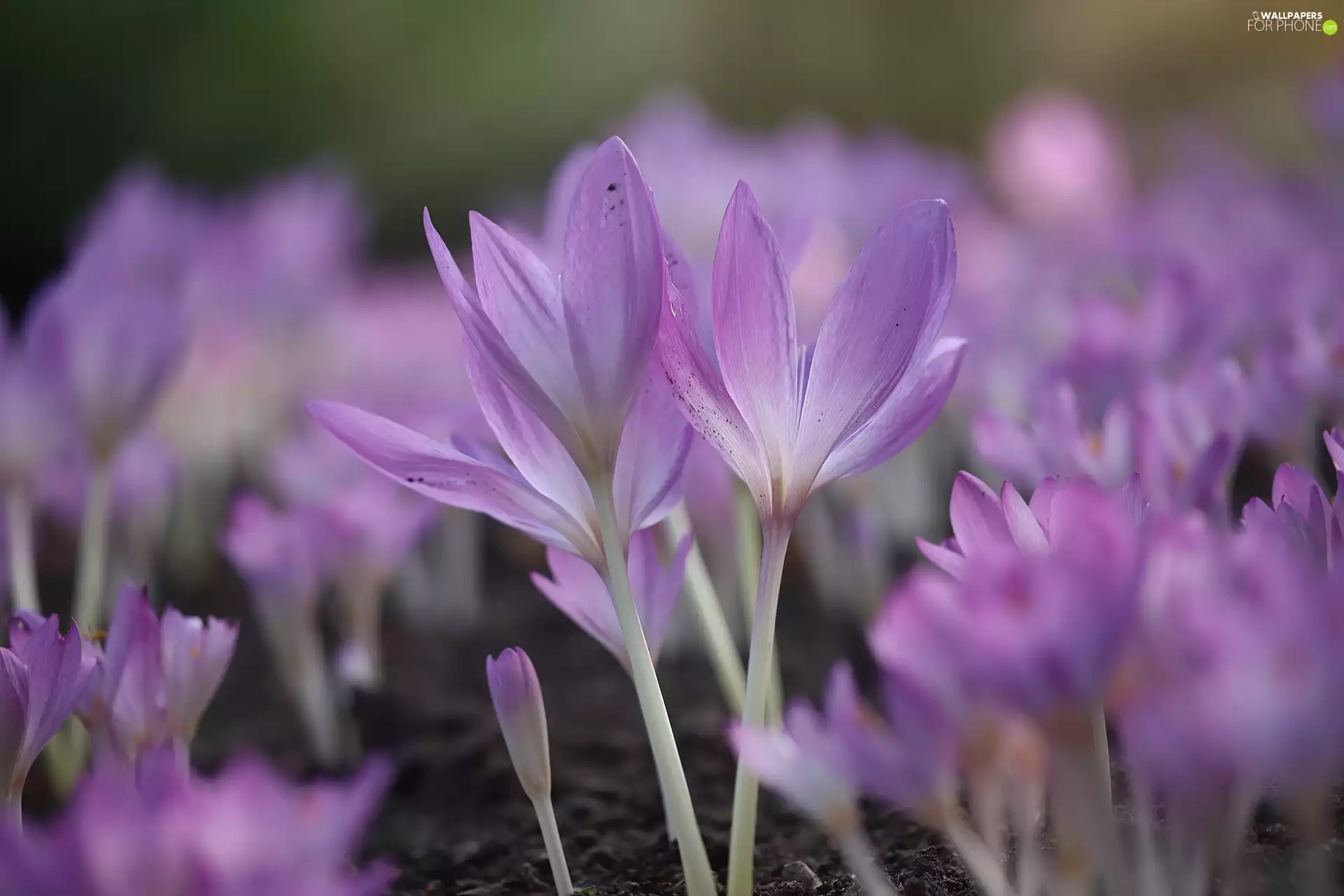 developed, purple, Flowers, colchicums