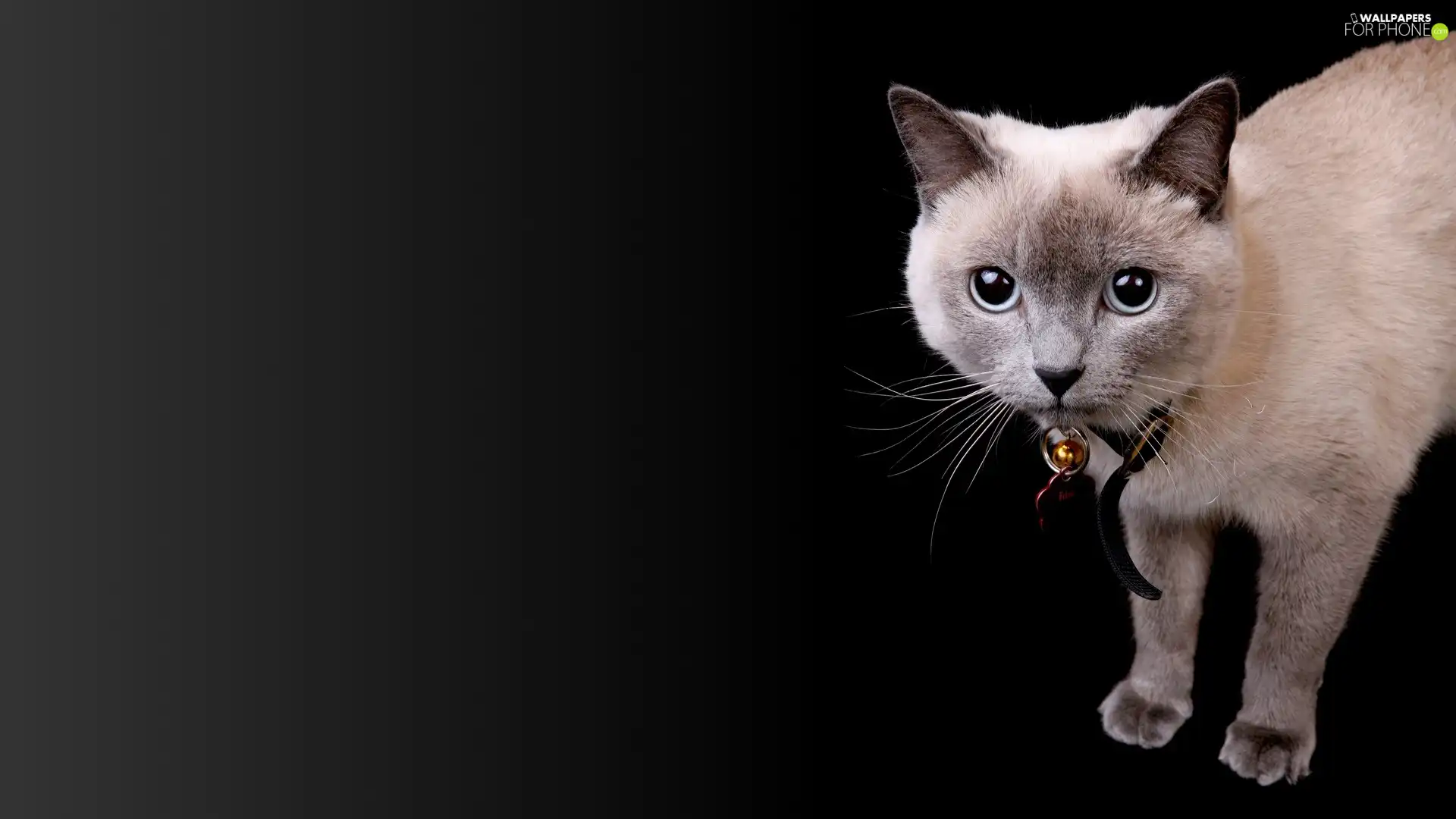 kitten, dog-collar