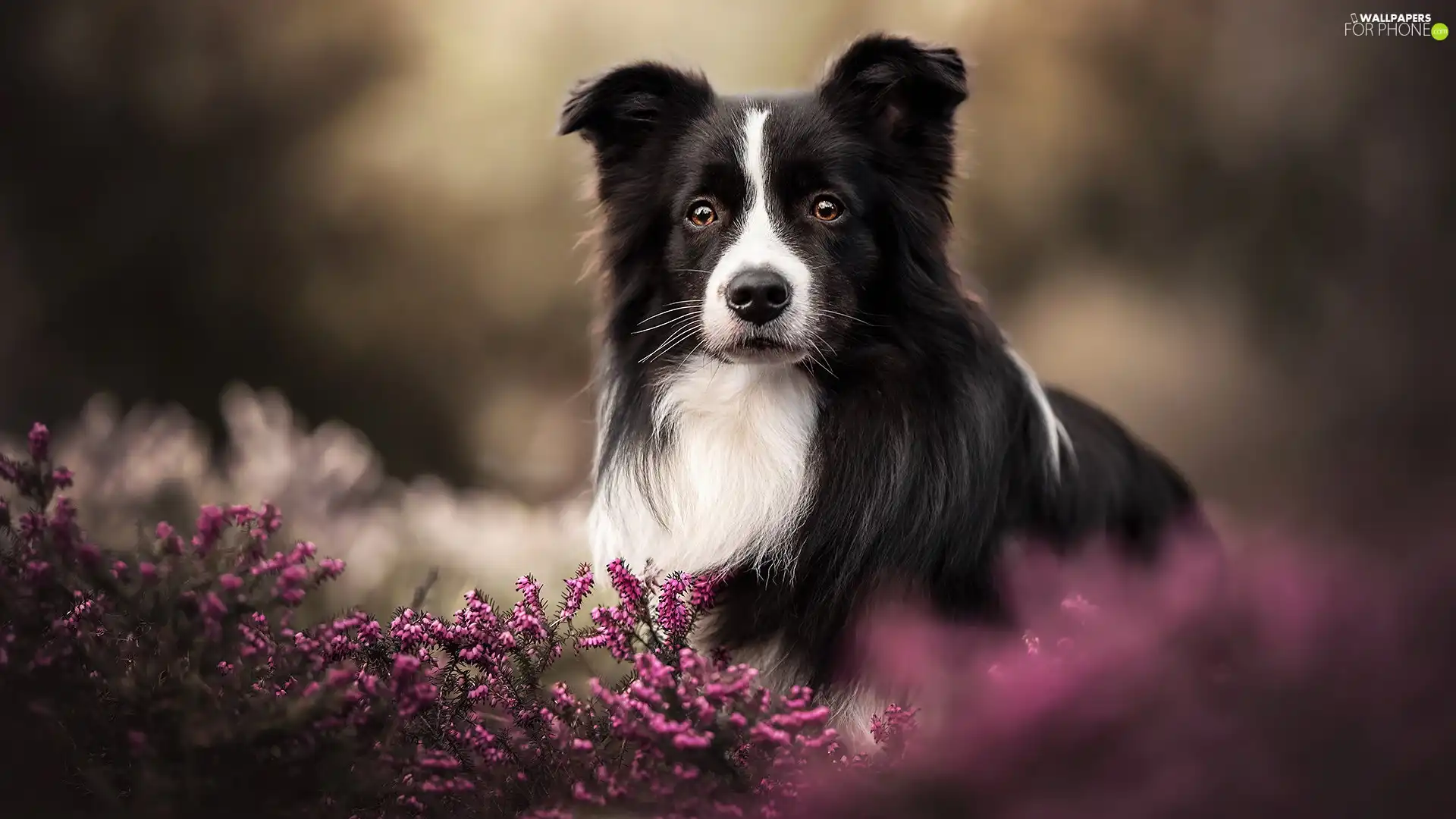 heathers, dog, Border Collie, black and white