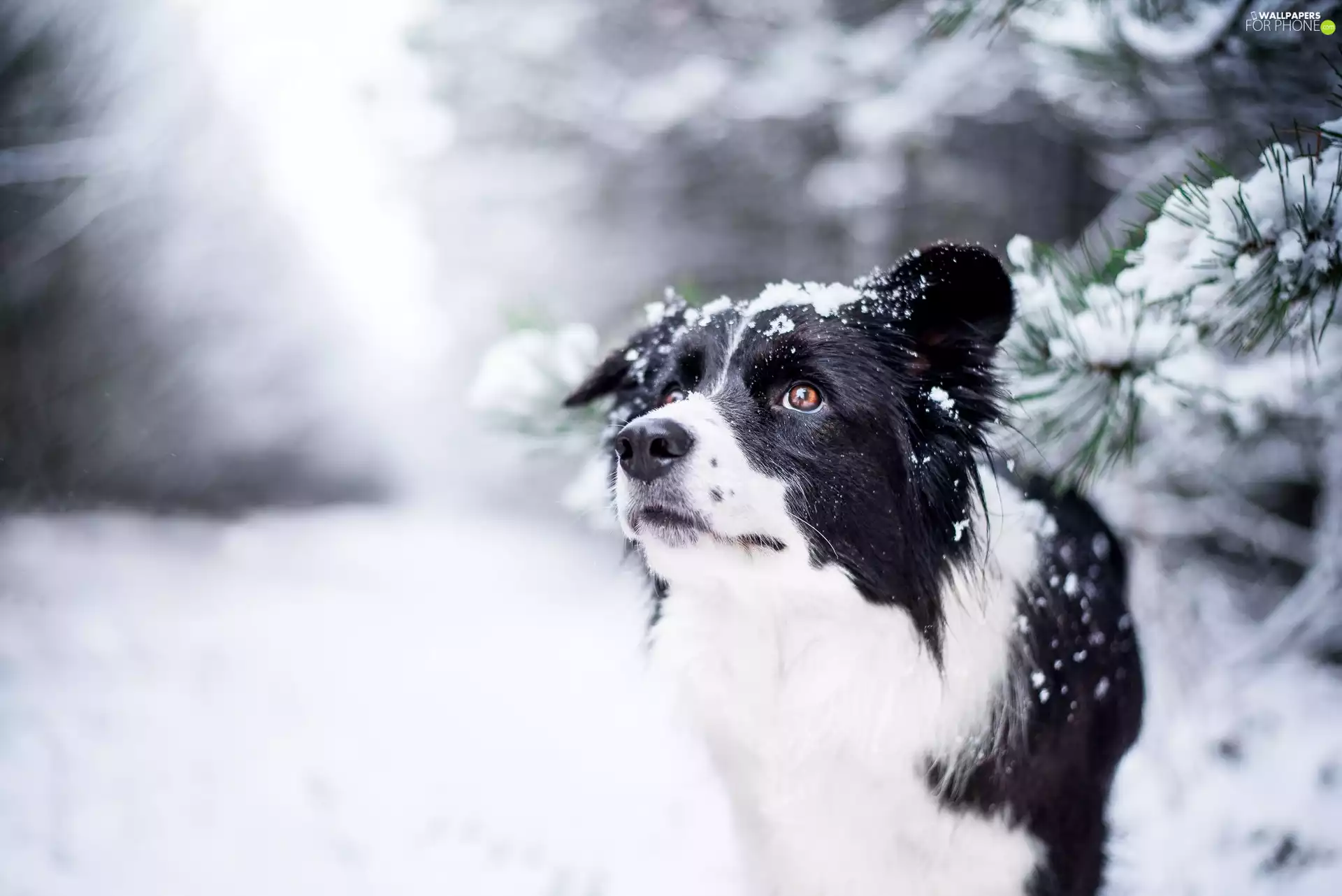 snow, Twigs, Border Collie, winter, dog