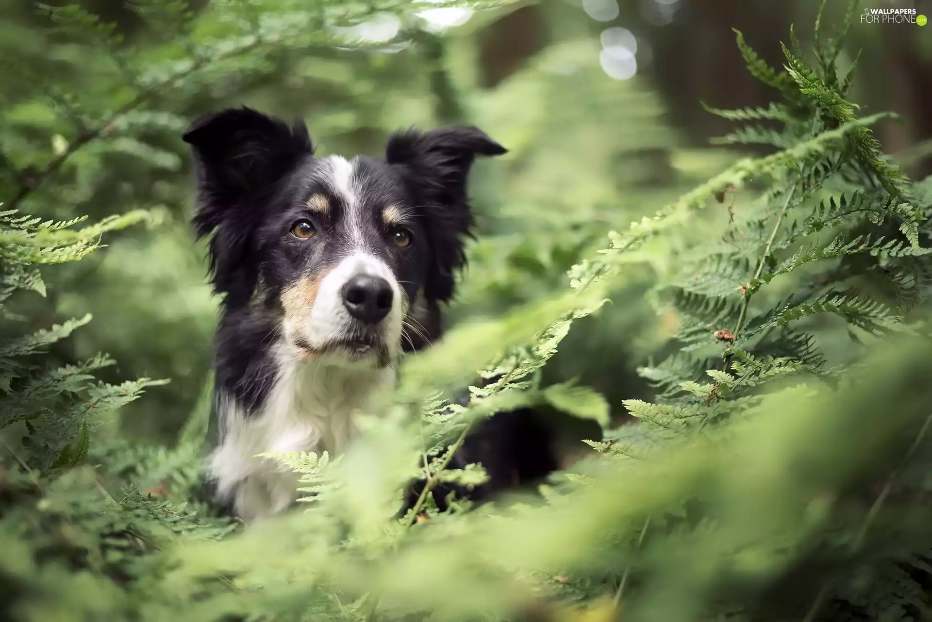 fern, dog, Border Collie