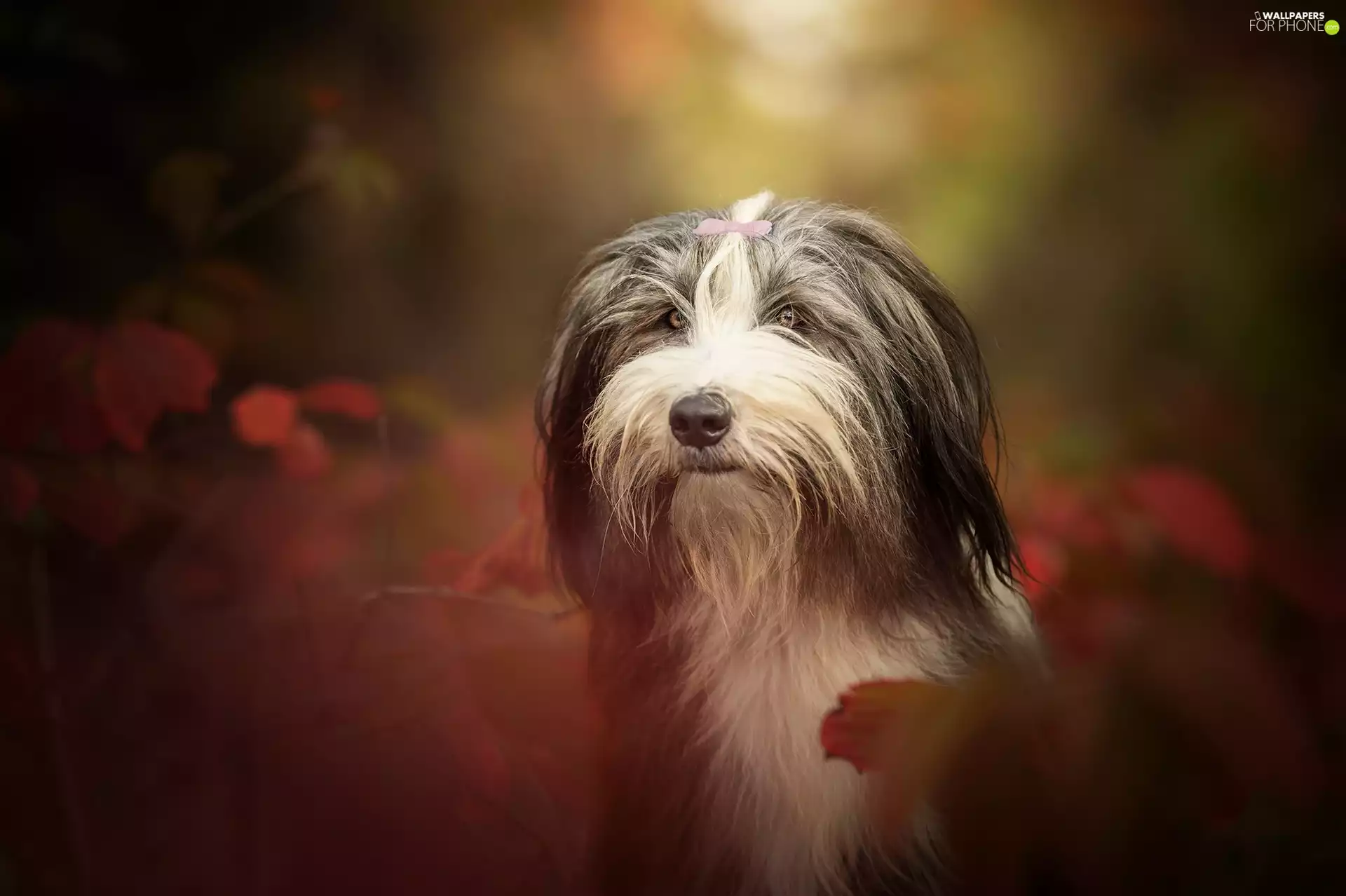 Head, dog, Leaf, blurry background, autumn, Bearded collie
