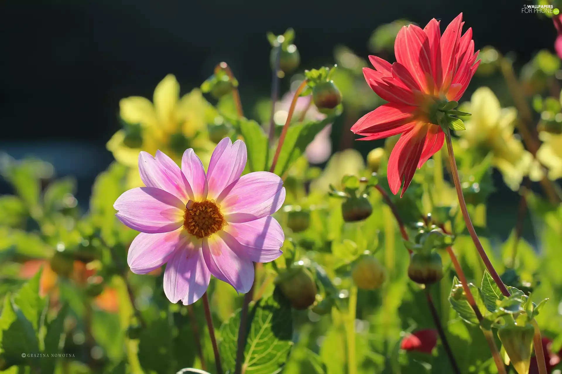 color, dahlias
