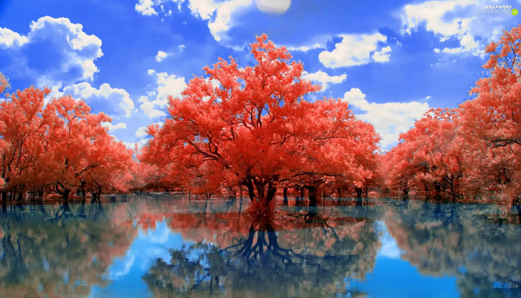 color, Leaf, trees, viewes, lake