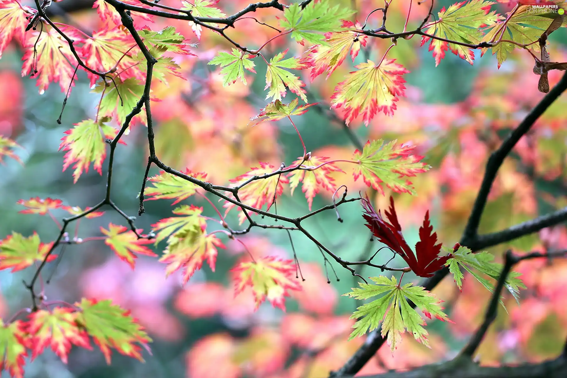 Leaf, Maple Palm, color